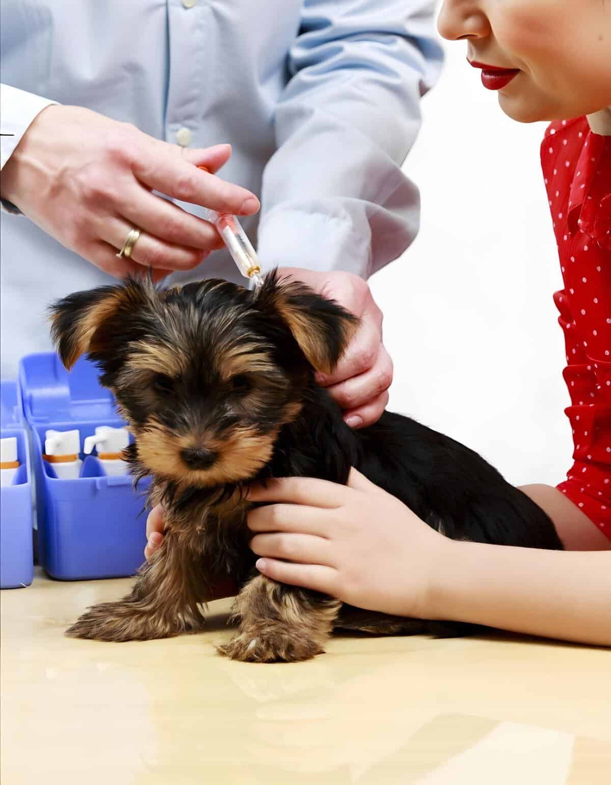 Dog vaccination, puppy health check, vet care, pet wellness, dog health services.