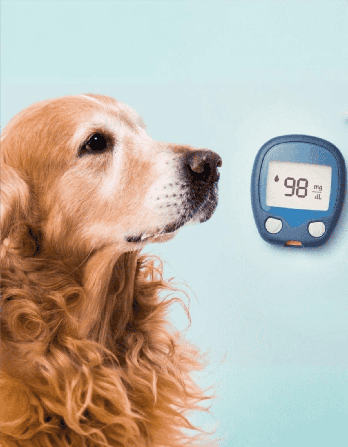 Dog with blood glucose meter at veterinary clinic.