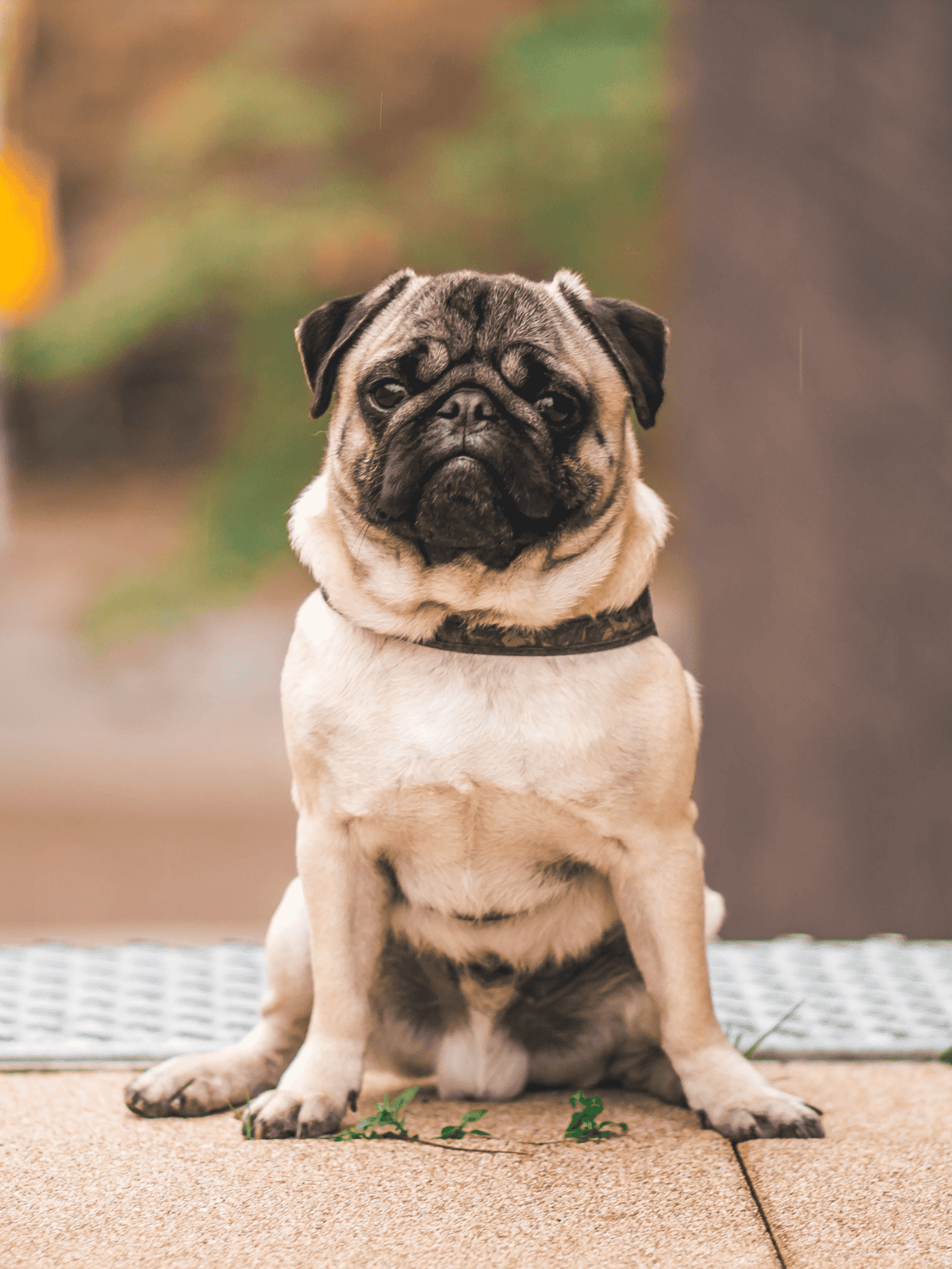 Cute pug dog sitting on the porch in outdoor setting with blurred background.