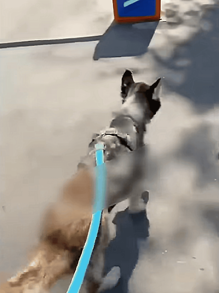 Dog walking on sidewalk with rescue harness and leash.