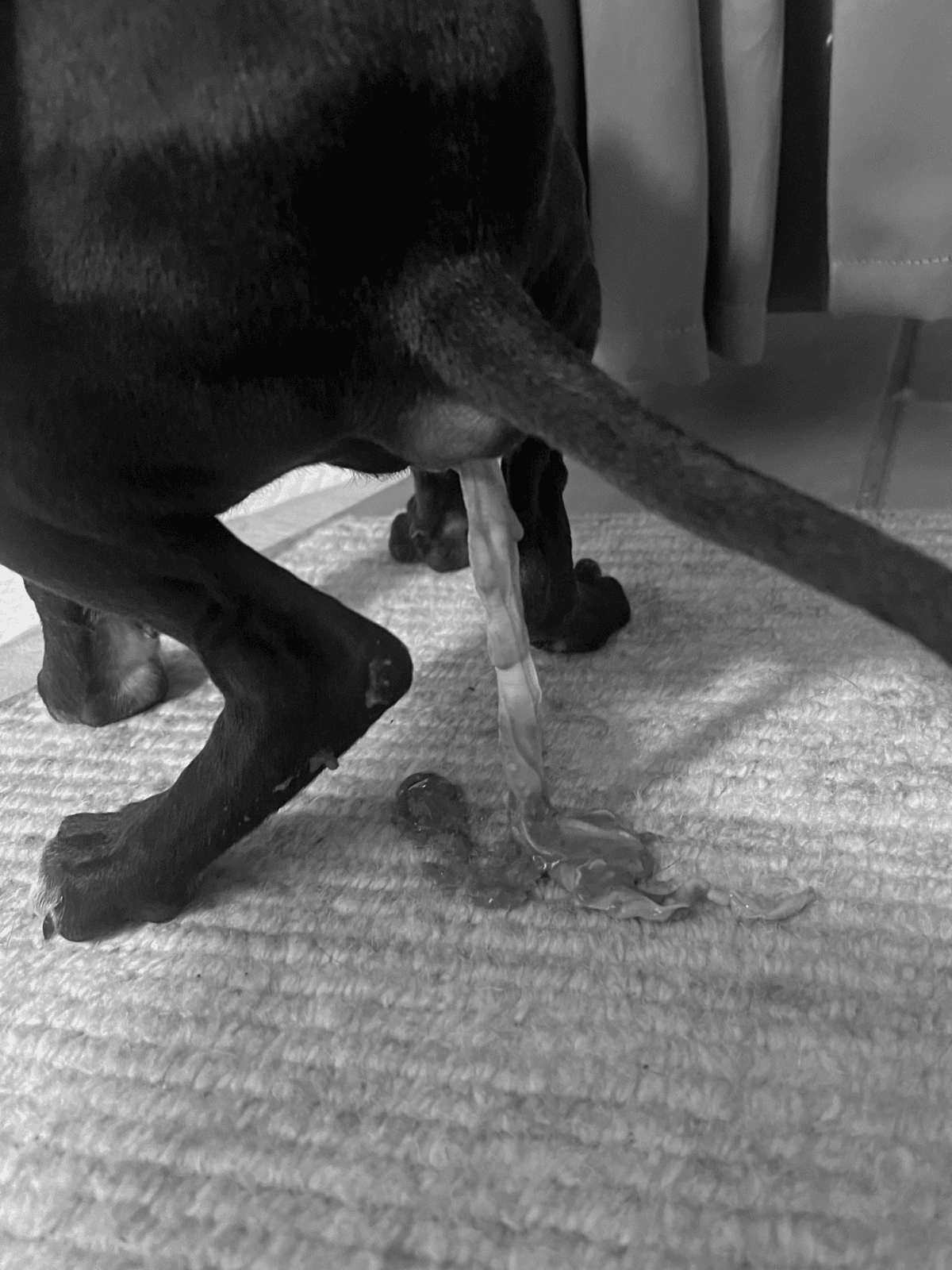 Dog being cleaned in indoor living space, promoting dog waste management and hygiene.