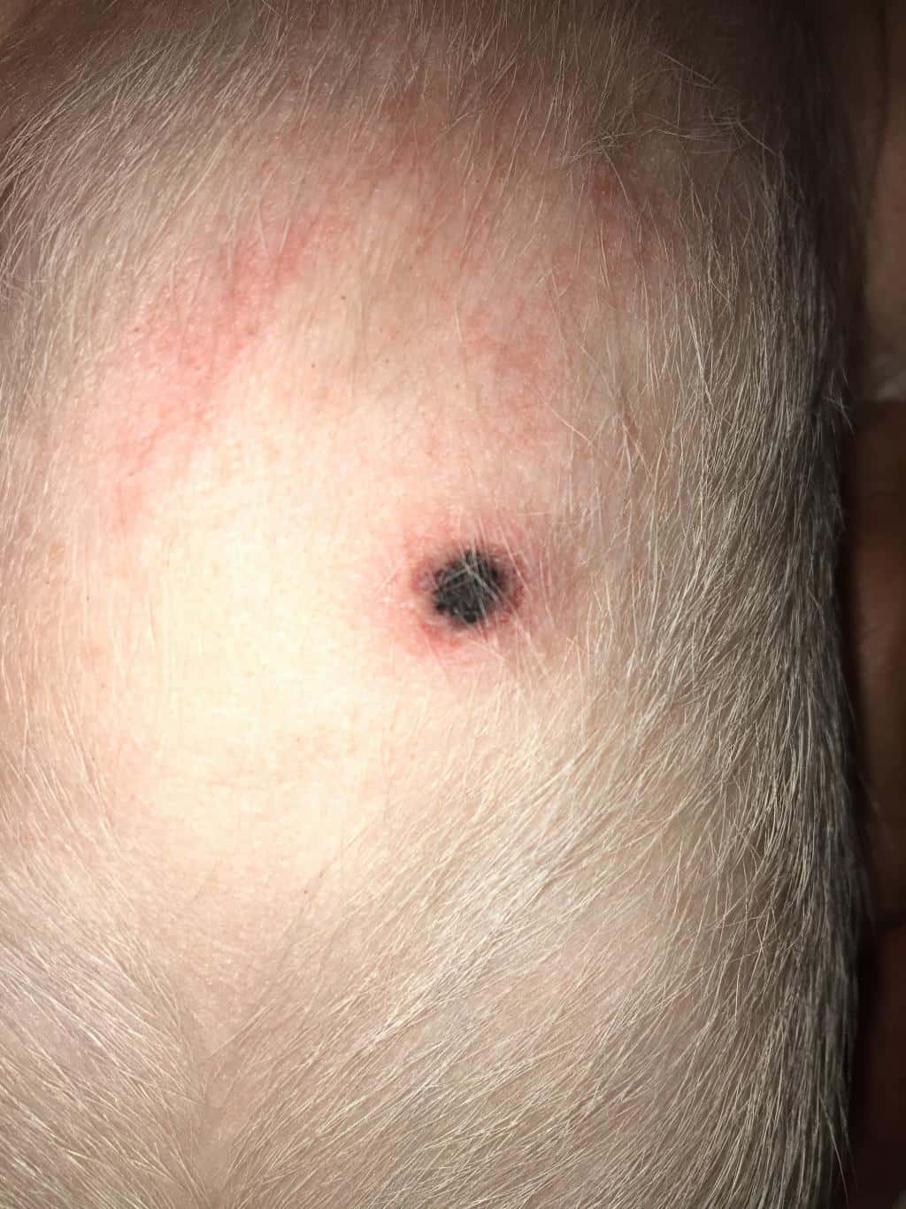 Close-up of a dog’s belly showing a black spot and skin irritation, indicating a possible skin infection or wound.