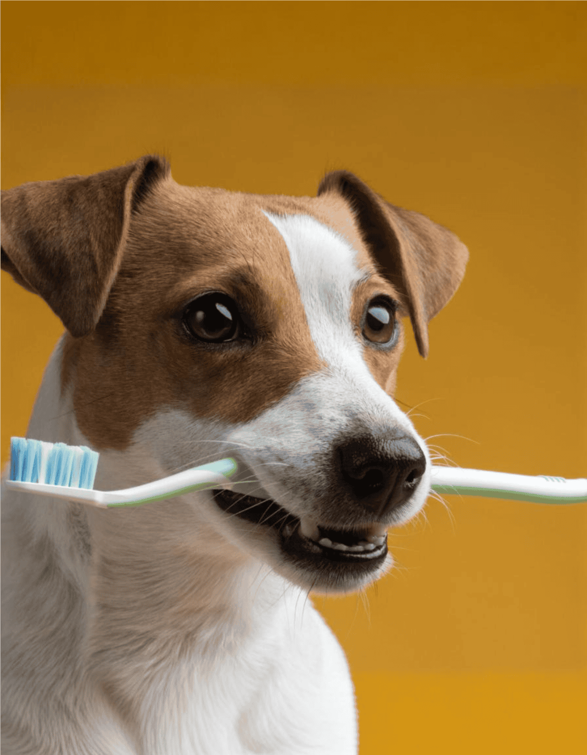 Close-up of a cute dog holding a toothbrush, ready for dental care grooming.