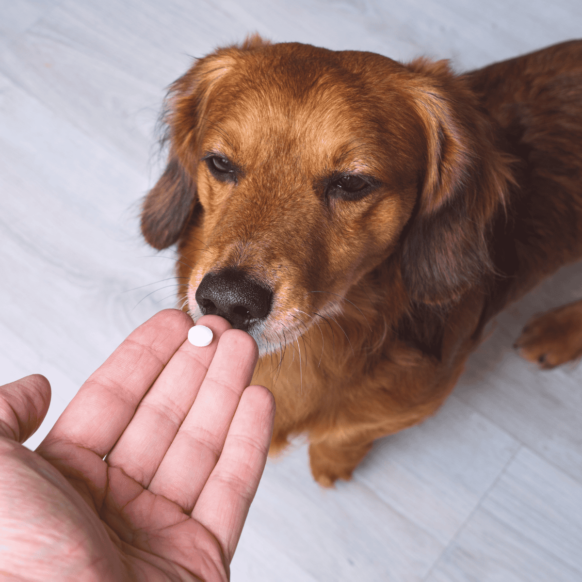 ALT: Close-up of a dog receiving medication from a person’s hand, pet health care, dog medicine.