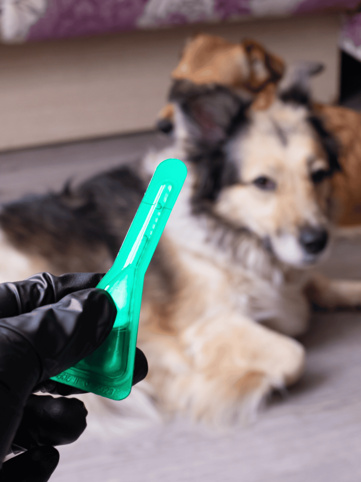 An individual wearing black gloves holds a transparent green test tube in front of a young, fluffy Collie dog indoors. The test tube signifies animal health testing services.