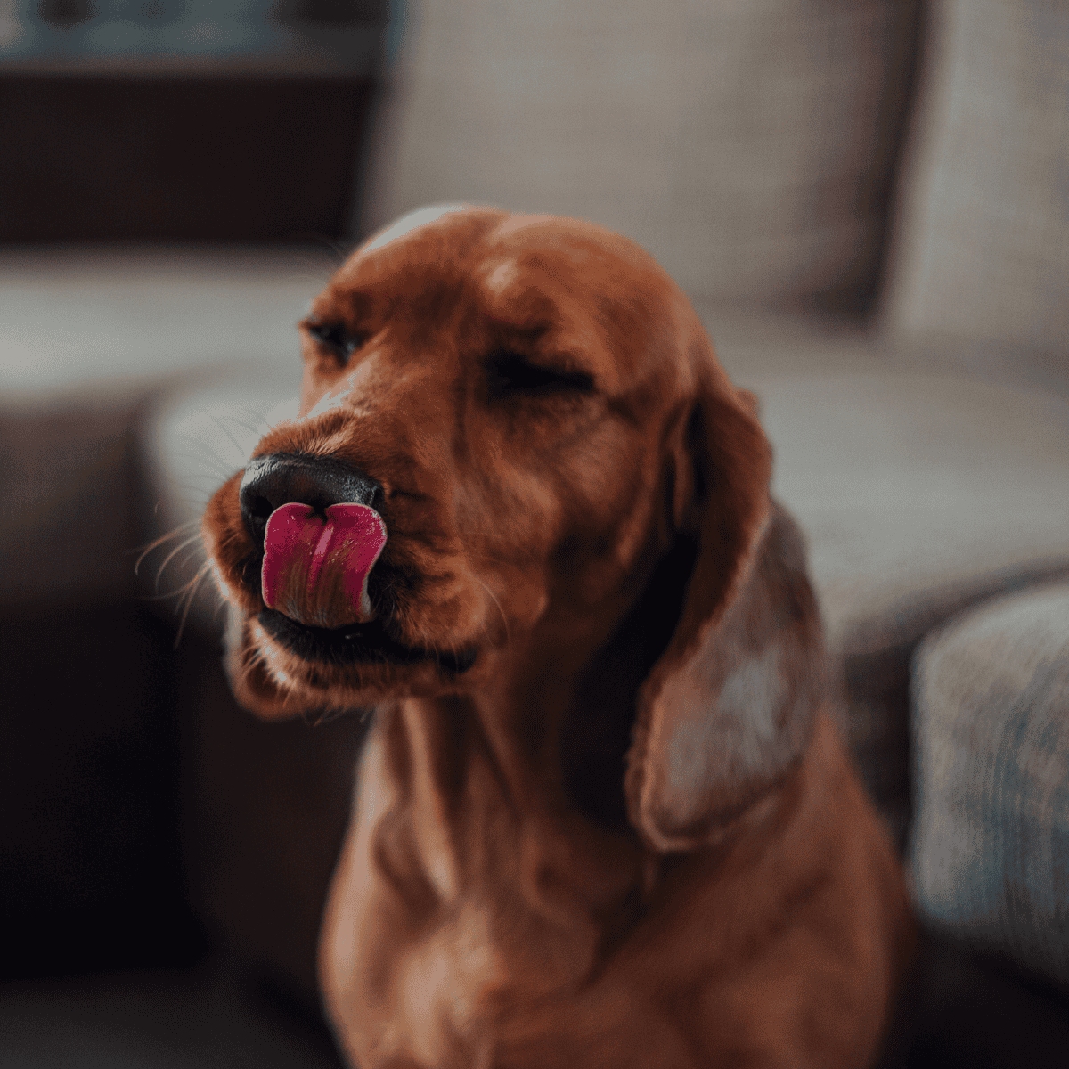 Dog licking its nose, close-up of a happy dog with cute expression on a comfy sofa.