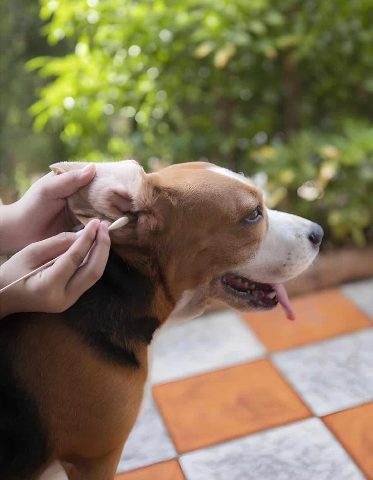 Optimal SEO keywords for pet health and veterinary care.