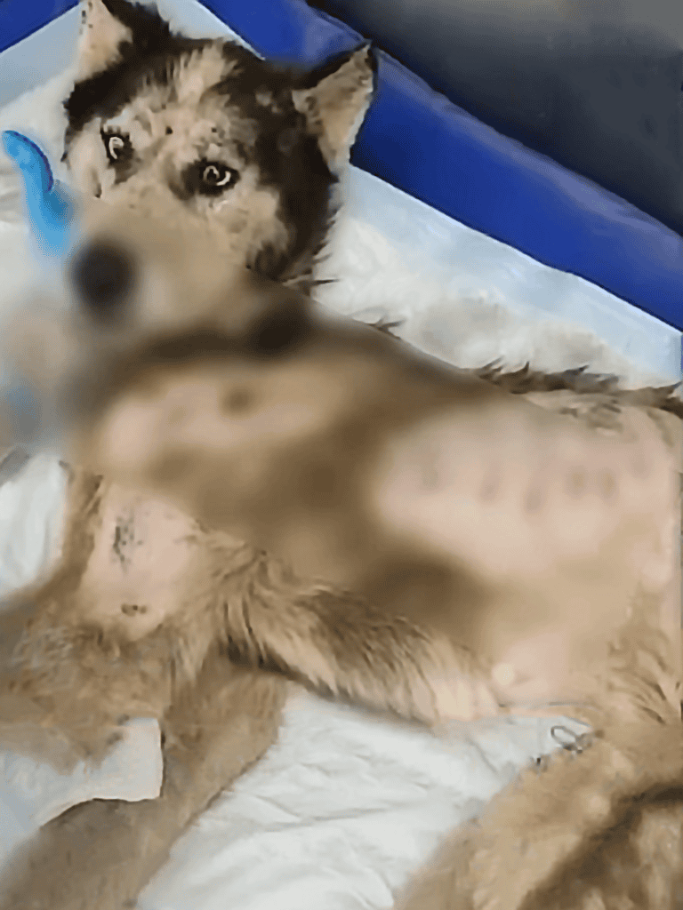 Husky puppy with striking blue eyes resting on bedding, playful and adorable dog portrait.