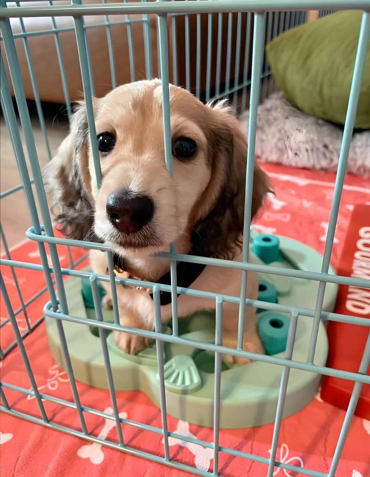 Adorable puppy looking out from its crate, seeking attention and comfort, perfect for puppy care and pet adoption.
