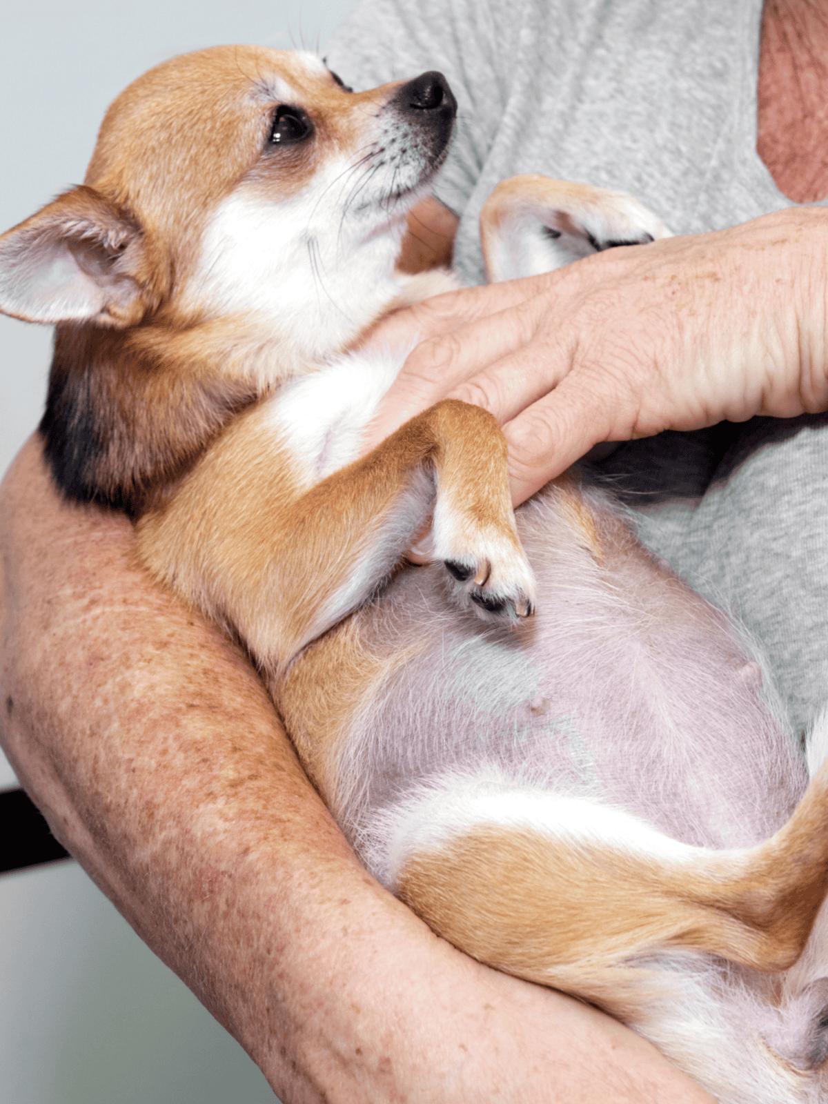 Playful young dog being held by a caring person, showcasing pet adoption and bonding.