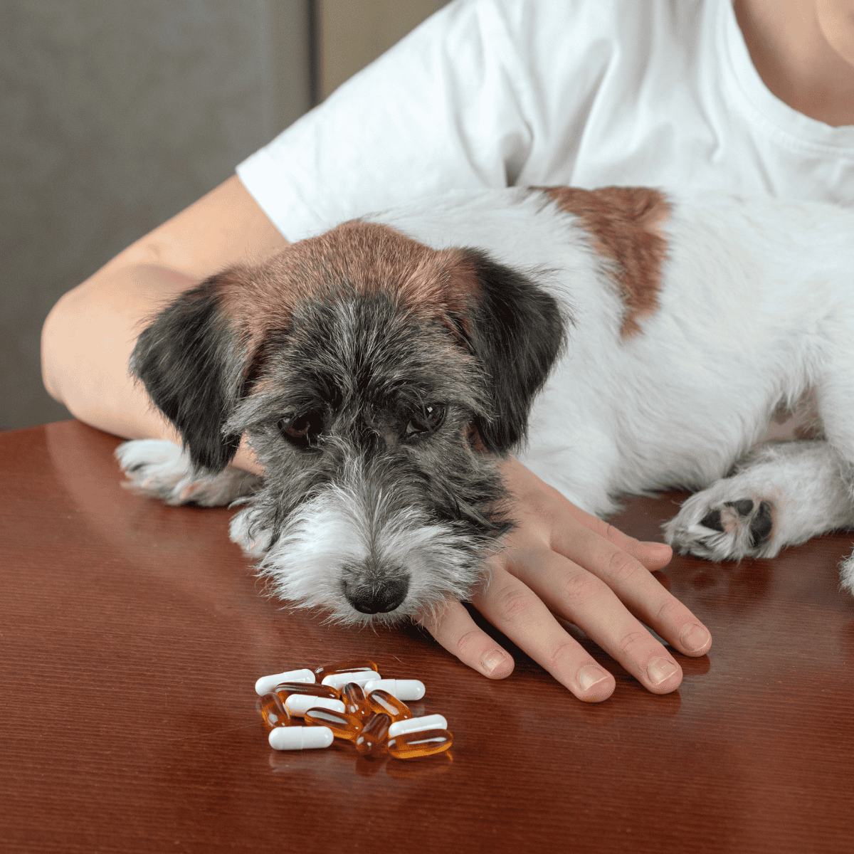 Dog lying on table with supplements.