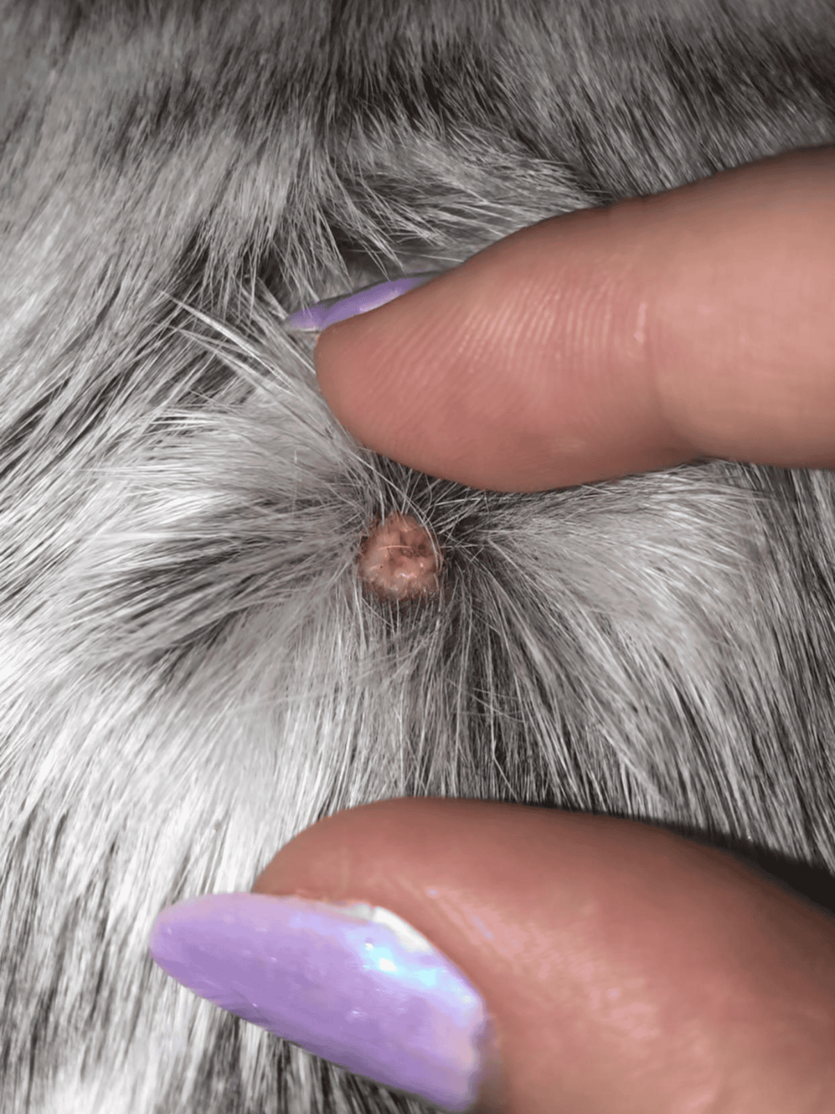 Dog vaccination injection site, close-up of a dog's skin with a small bump after vaccination.