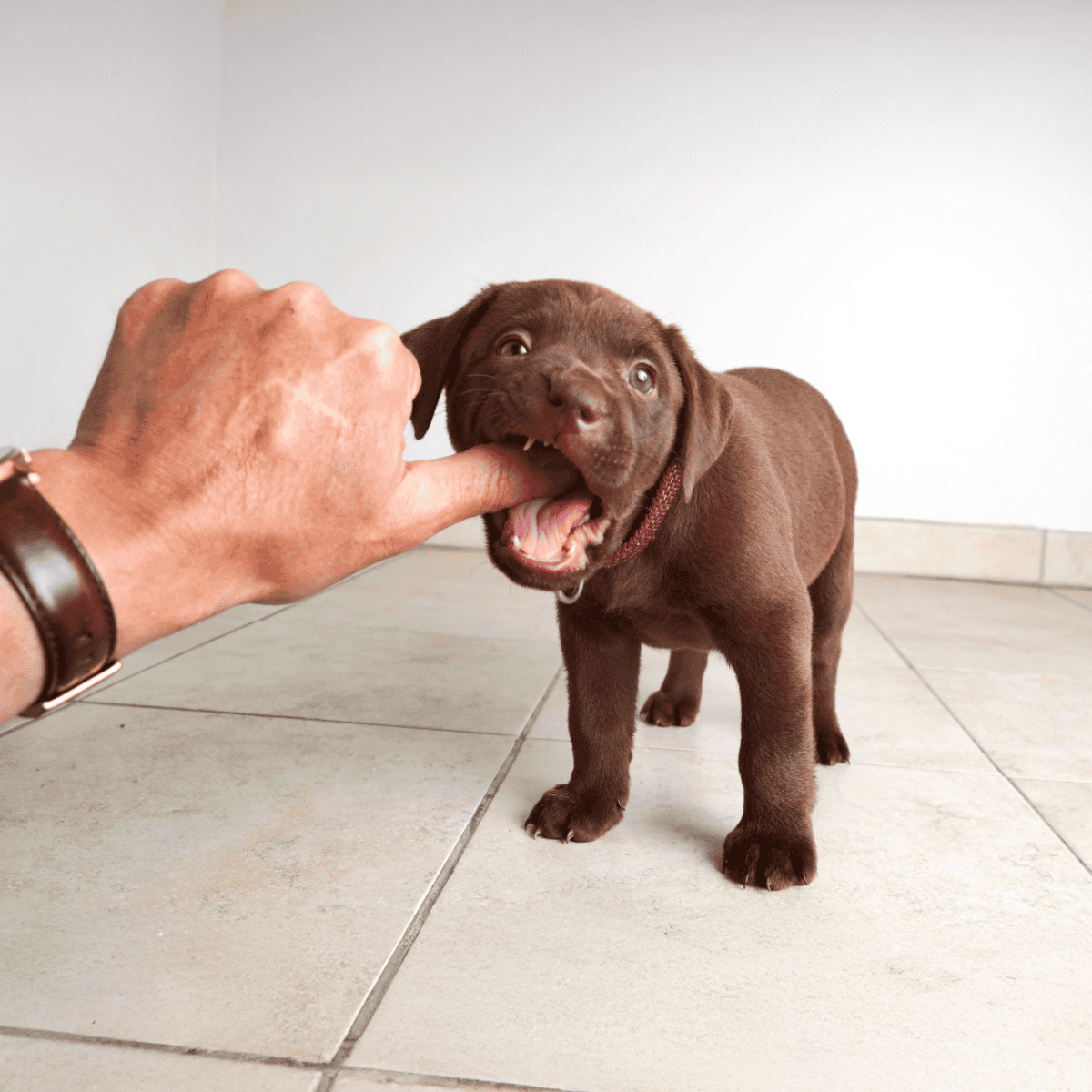 Playful brown puppy interacting with a person's finger, demonstrating training and socialization.