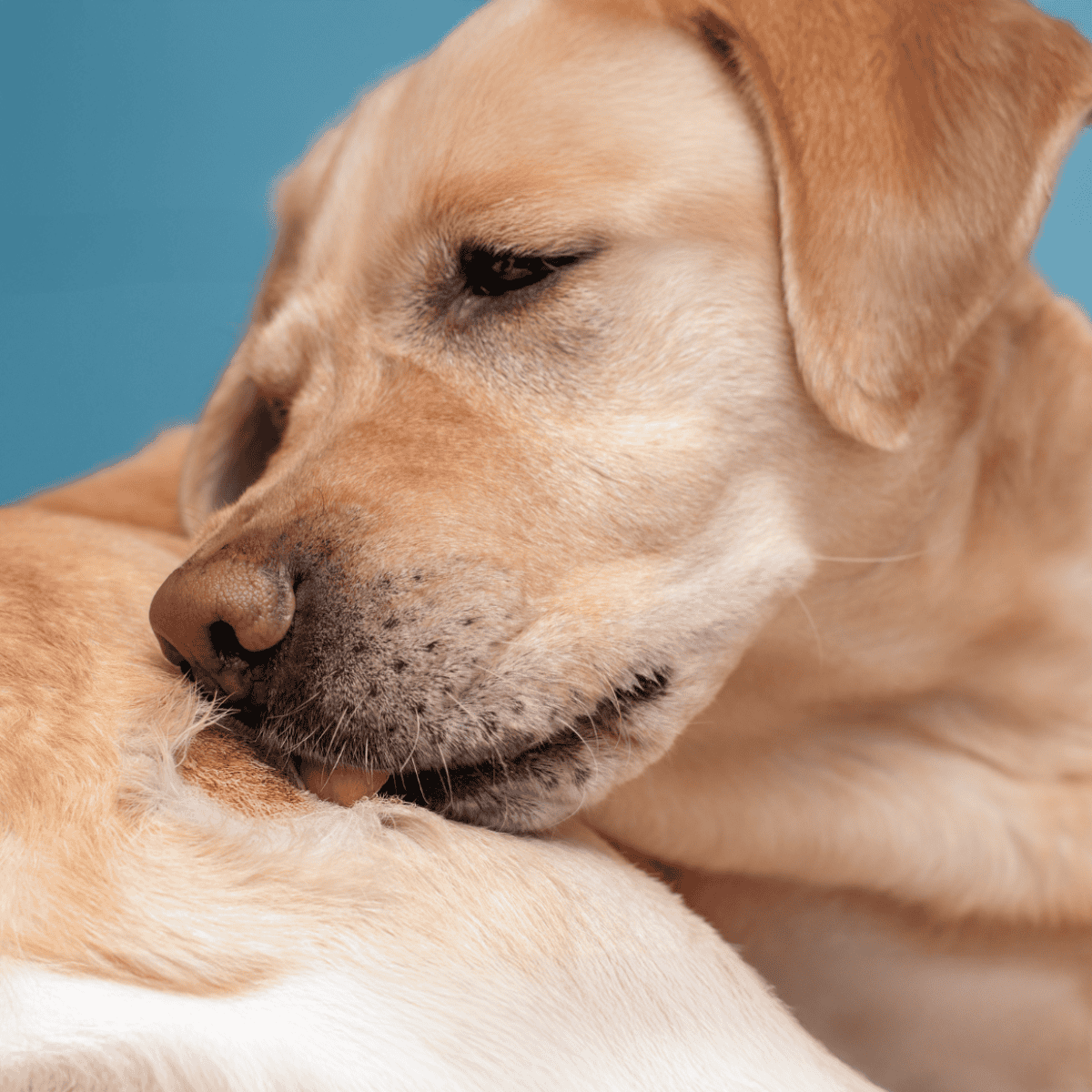 Close-up of a loving dog cuddling, emphasizing pet comfort and health.