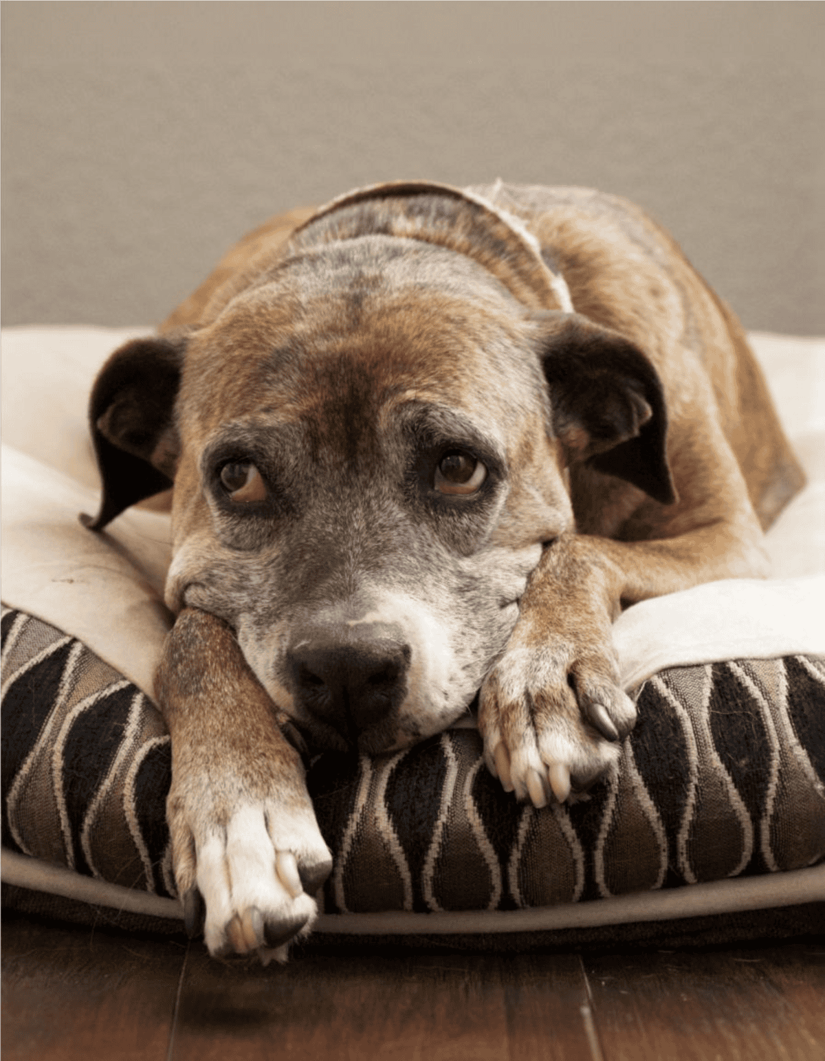 Brindle dog resting on a comfy pet bed, ideal for dog lovers seeking pet comfort.