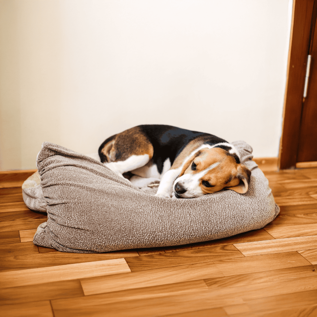 Dog lying peacefully on cozy pet bed indoors.