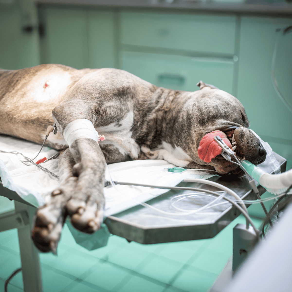 Dog undergoing surgery at veterinary clinic.