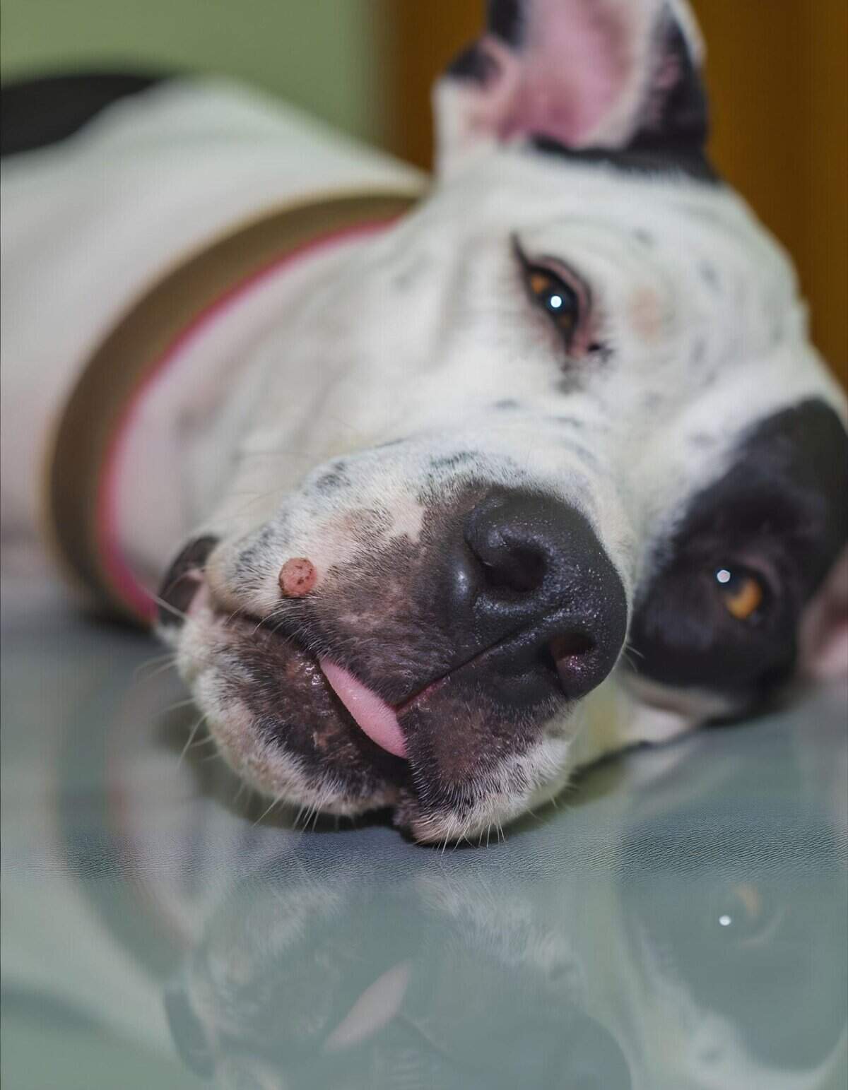 Adorable dog resting with a prominent bump on its nose in a cozy setting.