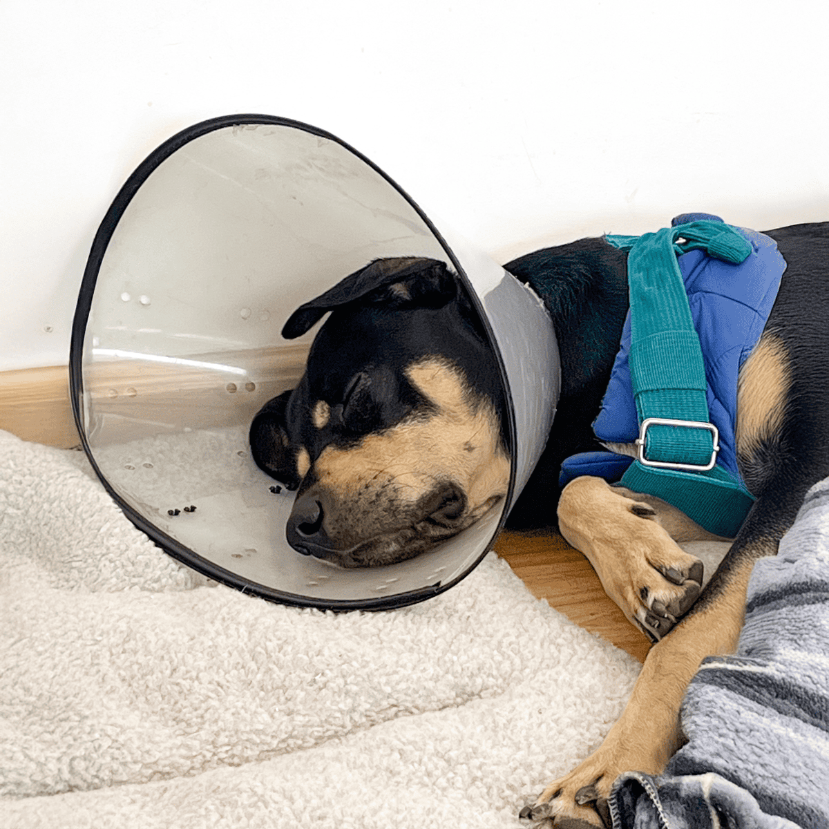 Dog wearing a protective cone and resting after surgery.
