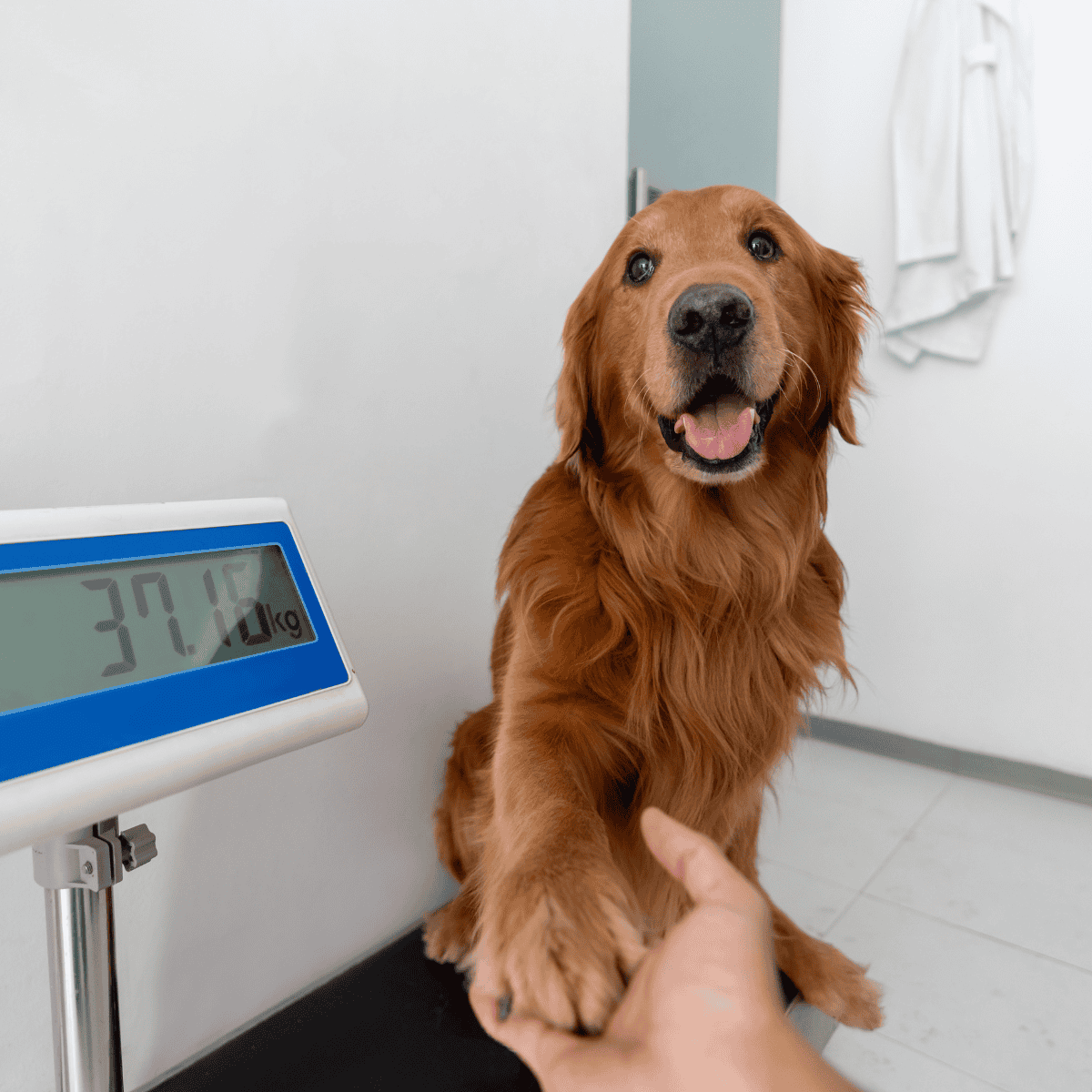 Dog weighing at vet clinic, healthy golden retriever smiling.