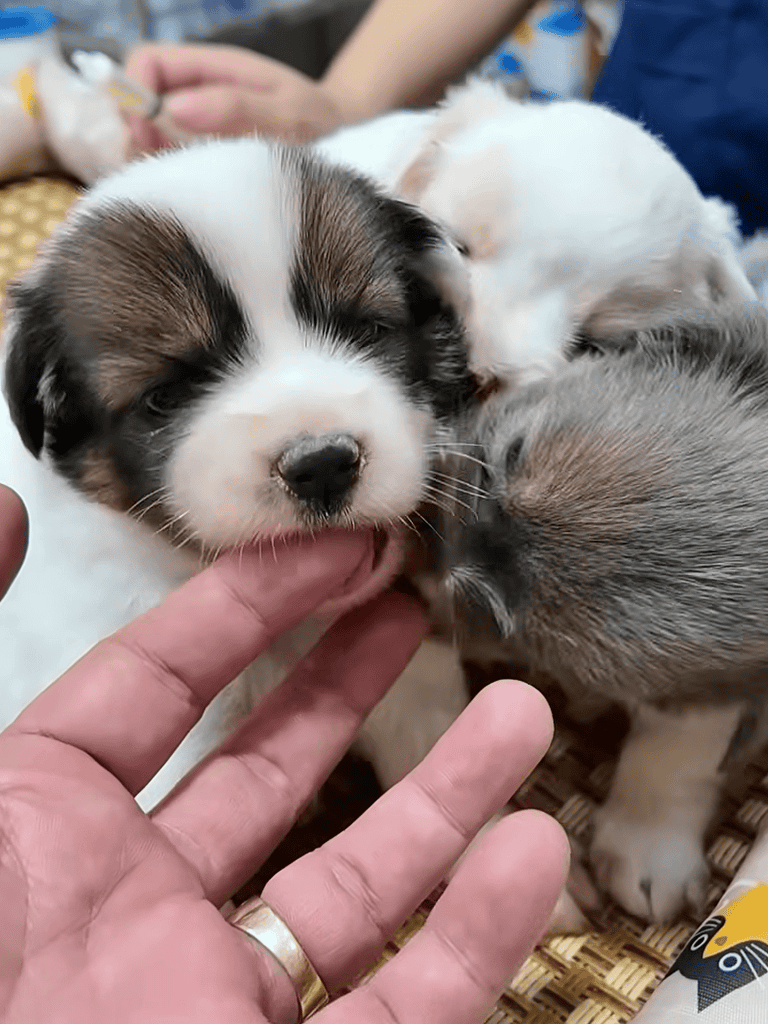 Adorable puppy puppies cuddling and playing together, showcasing cuteness and bonding.