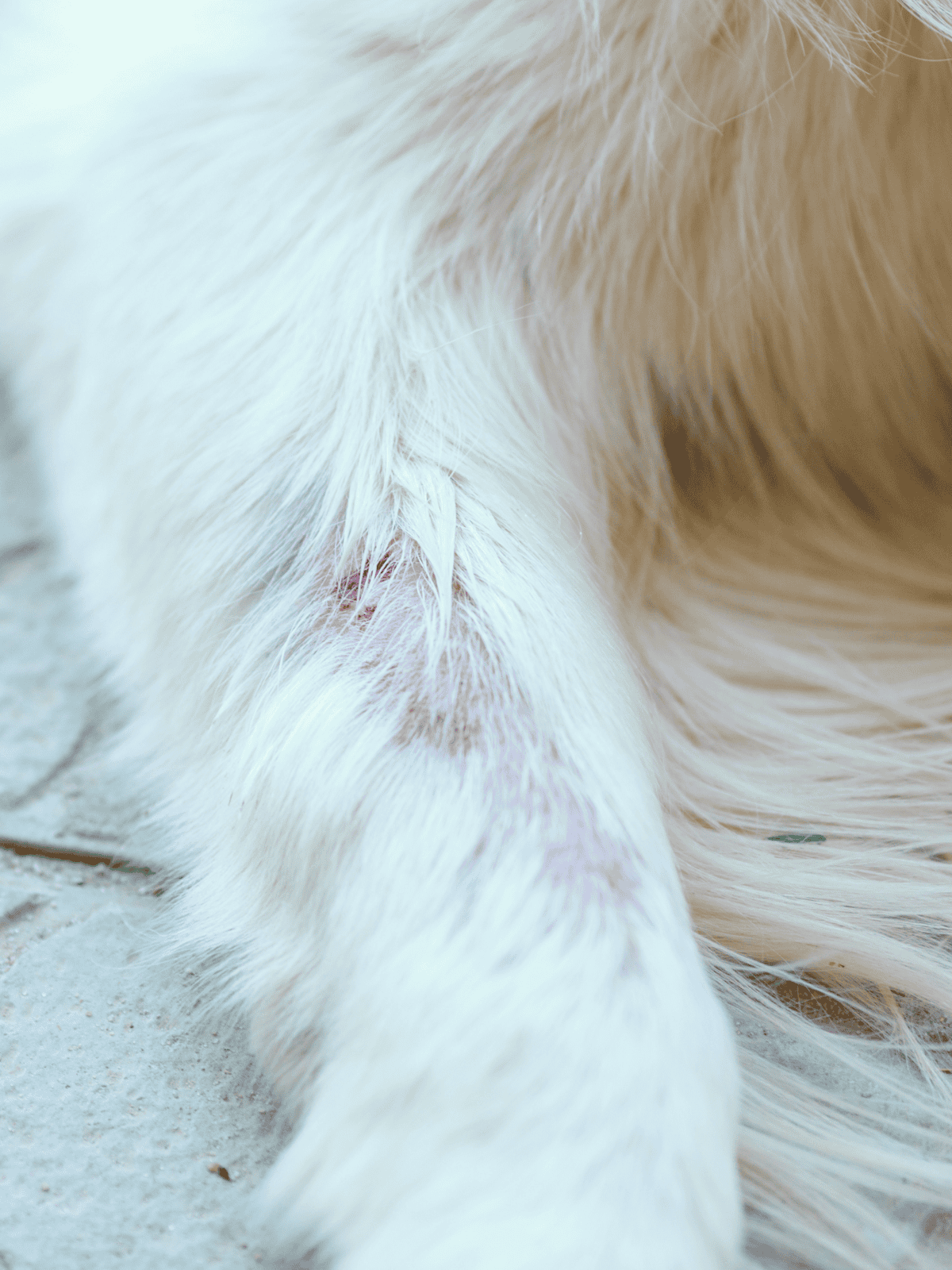 Close-up of a dog's soft, white fur emphasizing grooming and pet wellness services.