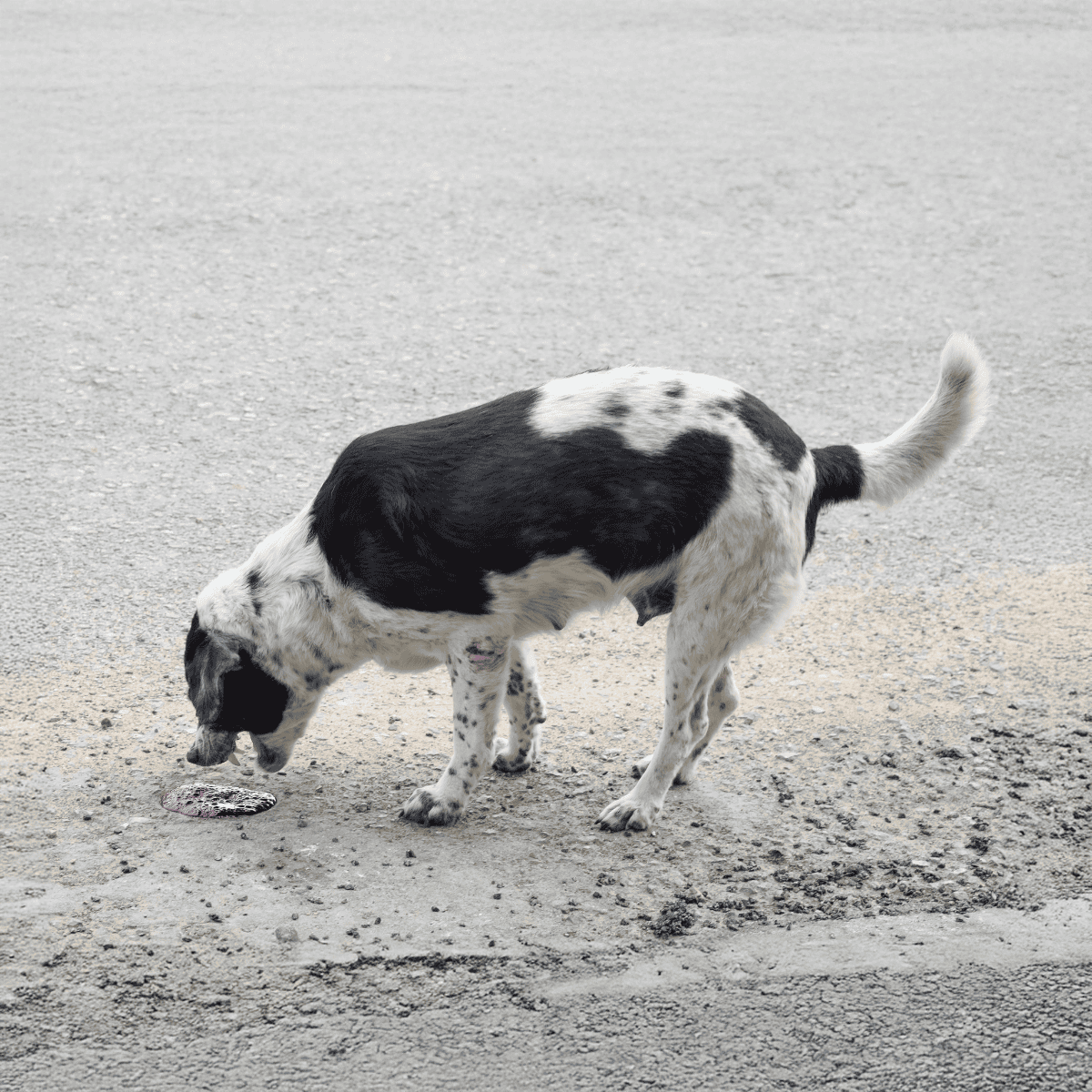 Dogตรวจสอบพื้นบนเส้นทางกรวดอย่างตั้งใจ.