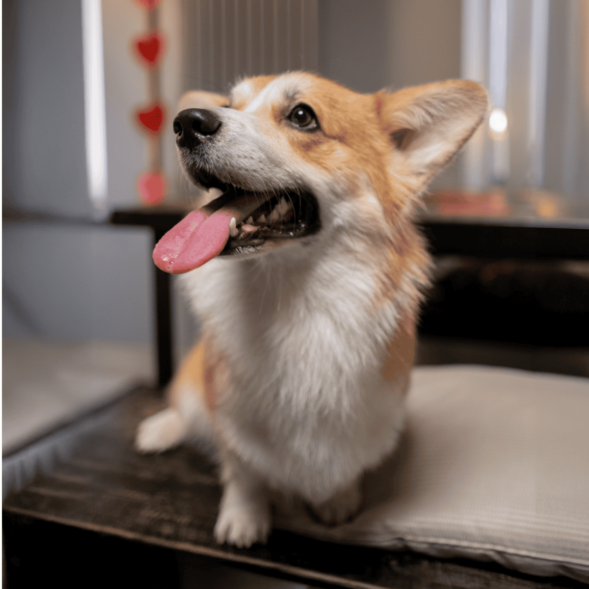 Adorable corgi with a happy expression, relaxed indoor setting, perfect for dog care and pet health content.