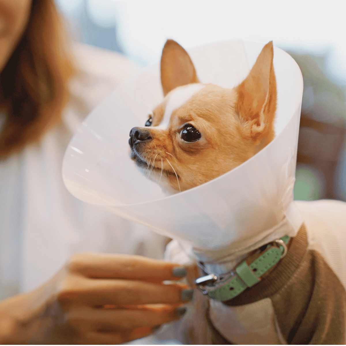 Adorable small dog with a cone collar, receiving care and comfort from owner.