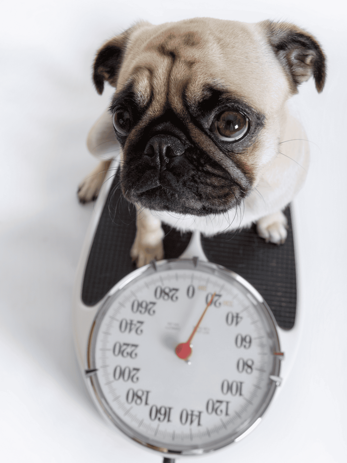 Cute pug dog on a weighing scale for pets.