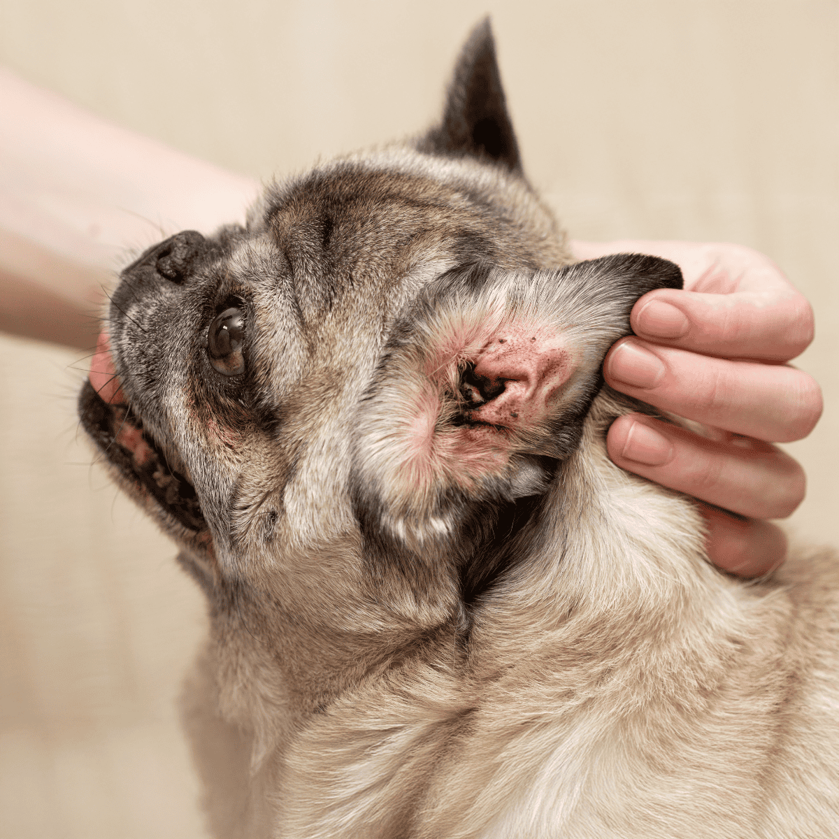 Detailed image of a veterinarian examining a dog's ear for health issues during a checkup.