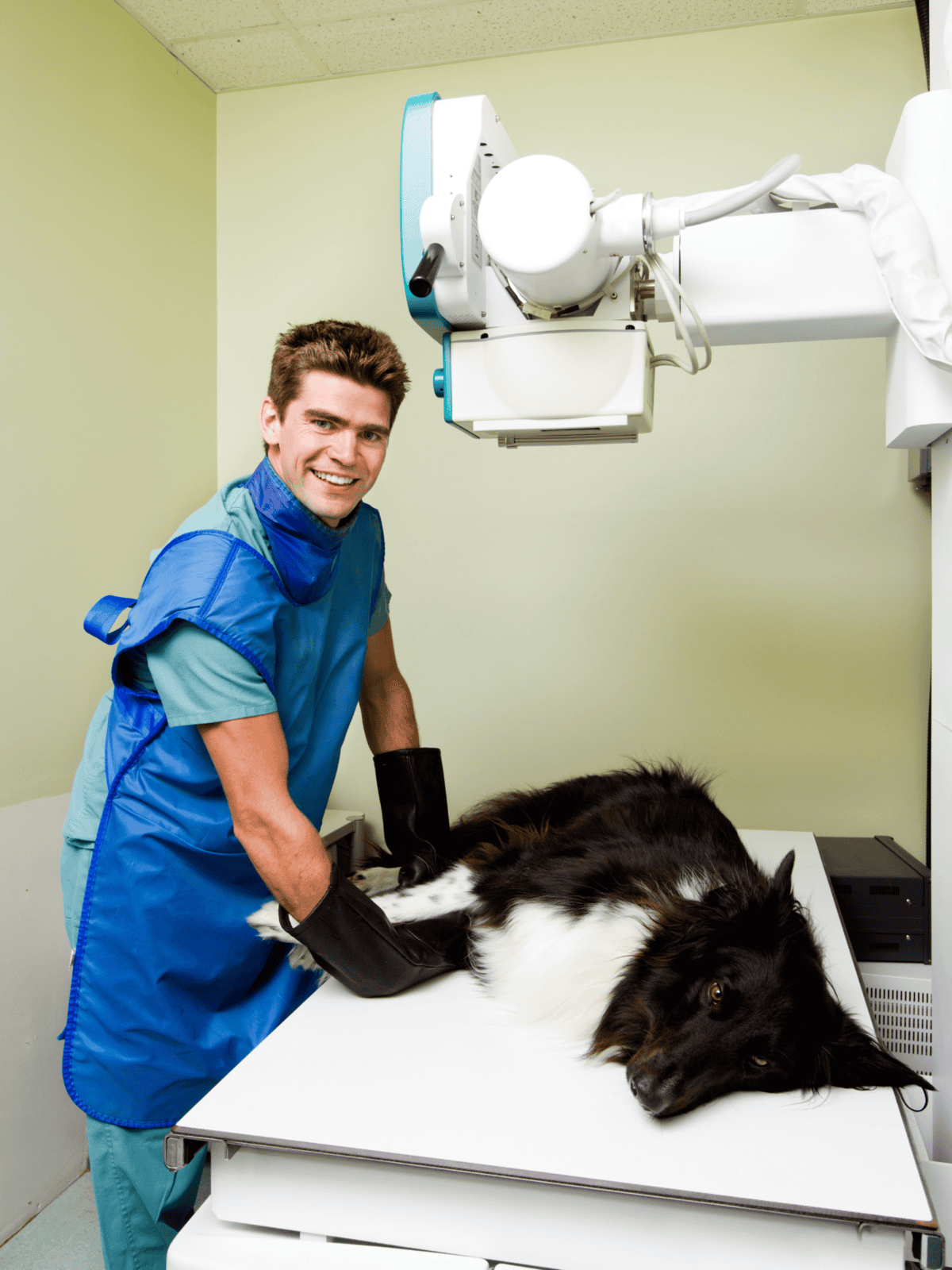 Veterinarian conducting X-ray on dog at veterinary clinic, pet health care, animal x-ray services.