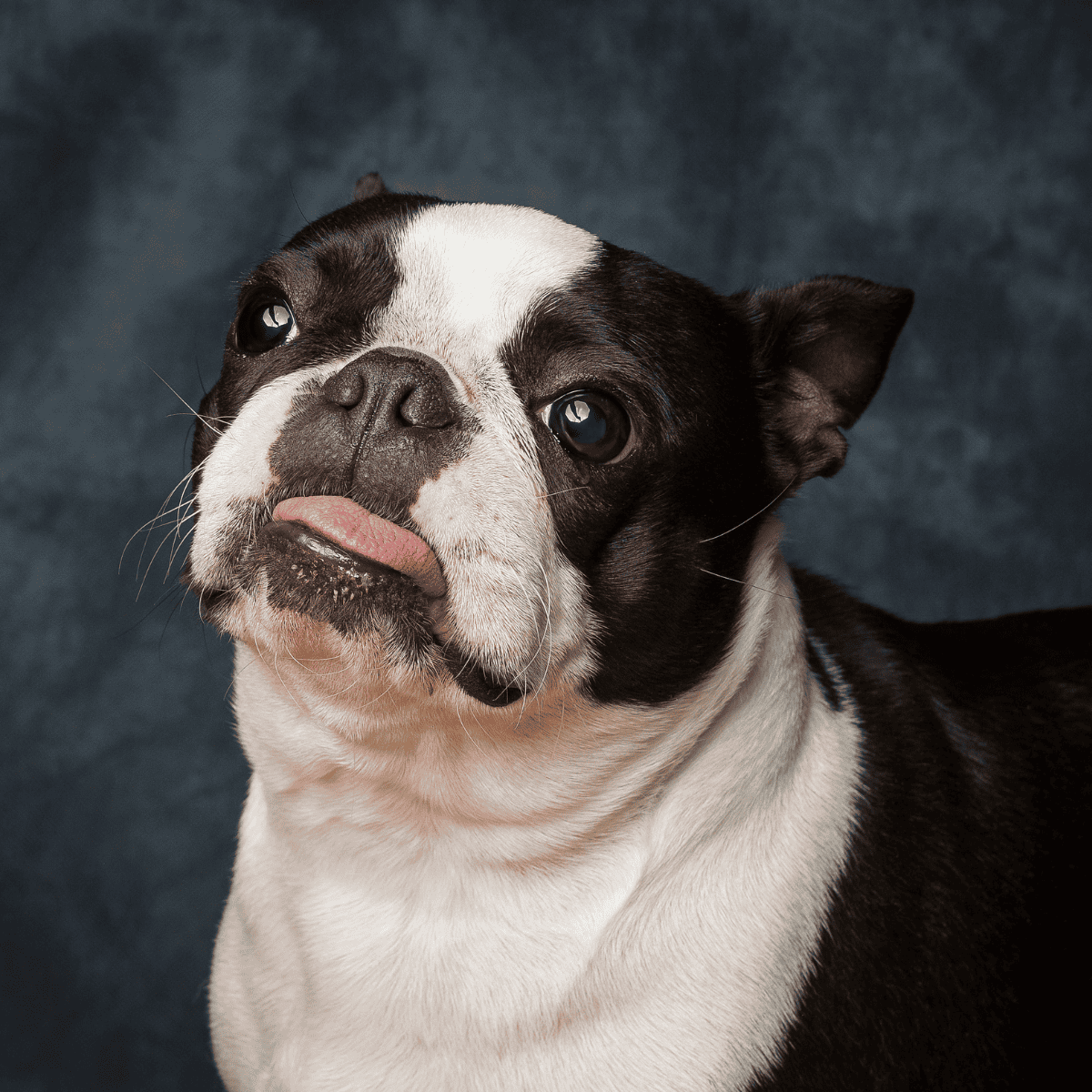 Boston Terrier close-up portrait on dark background.