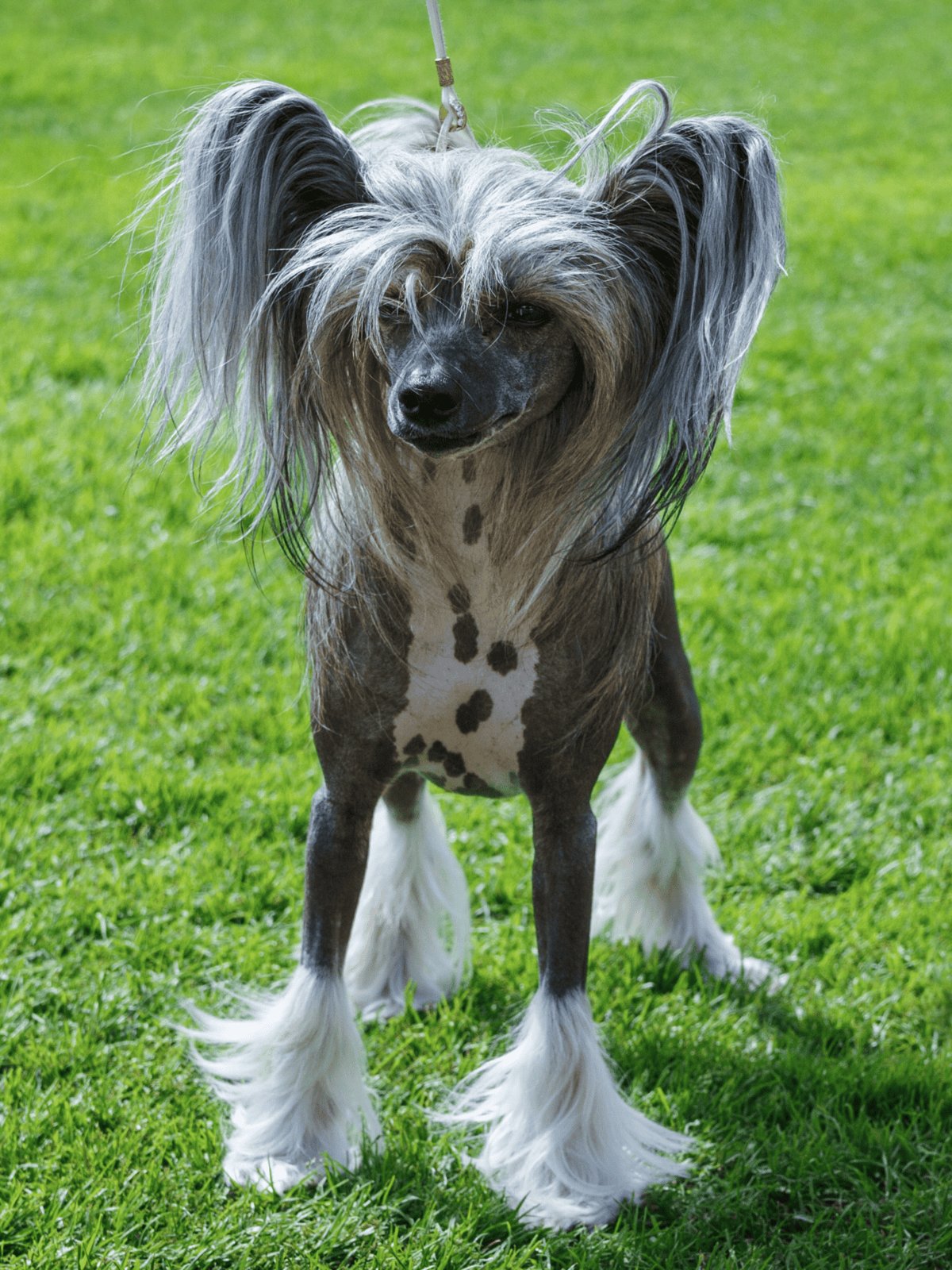 Adorable dog with long, flowing hair and a spotted coat standing on green grass.