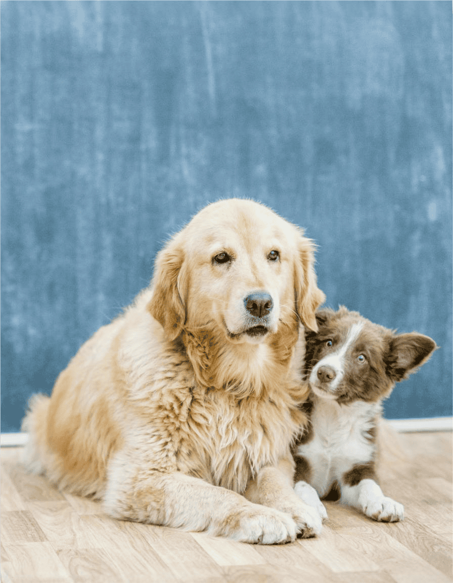 Cute retriever and collie puppies resting indoors against blue background.