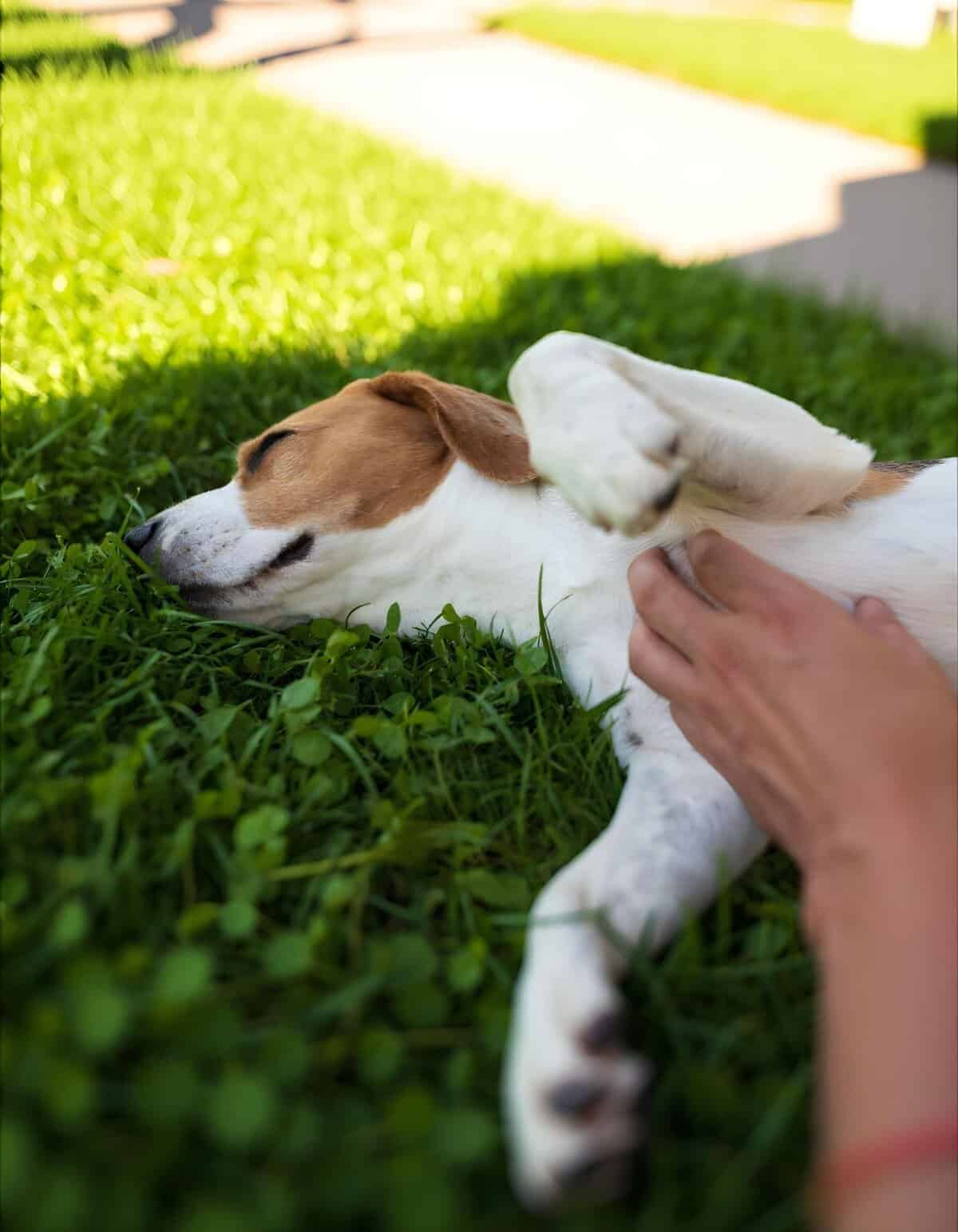 Dog enjoying belly rub on lush green grass in backyard.