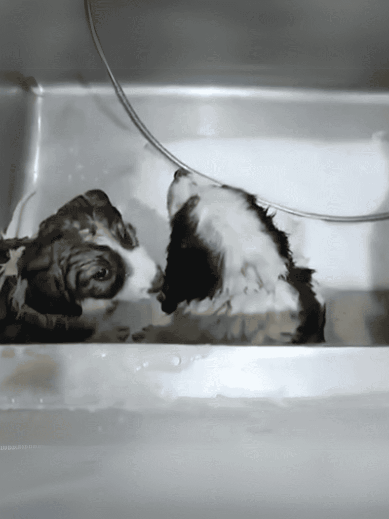 Cute puppies in bath tub, learning dog grooming and care.
