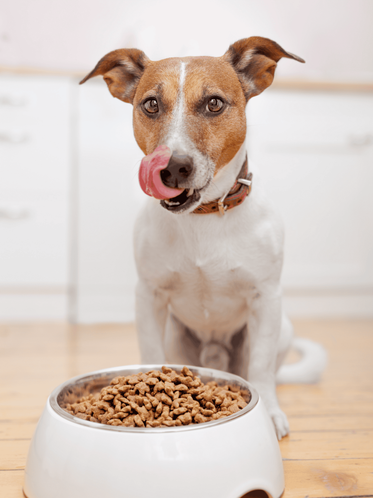 Dog eating healthy dog food from a white bowl, showing contentment and good nutrition.