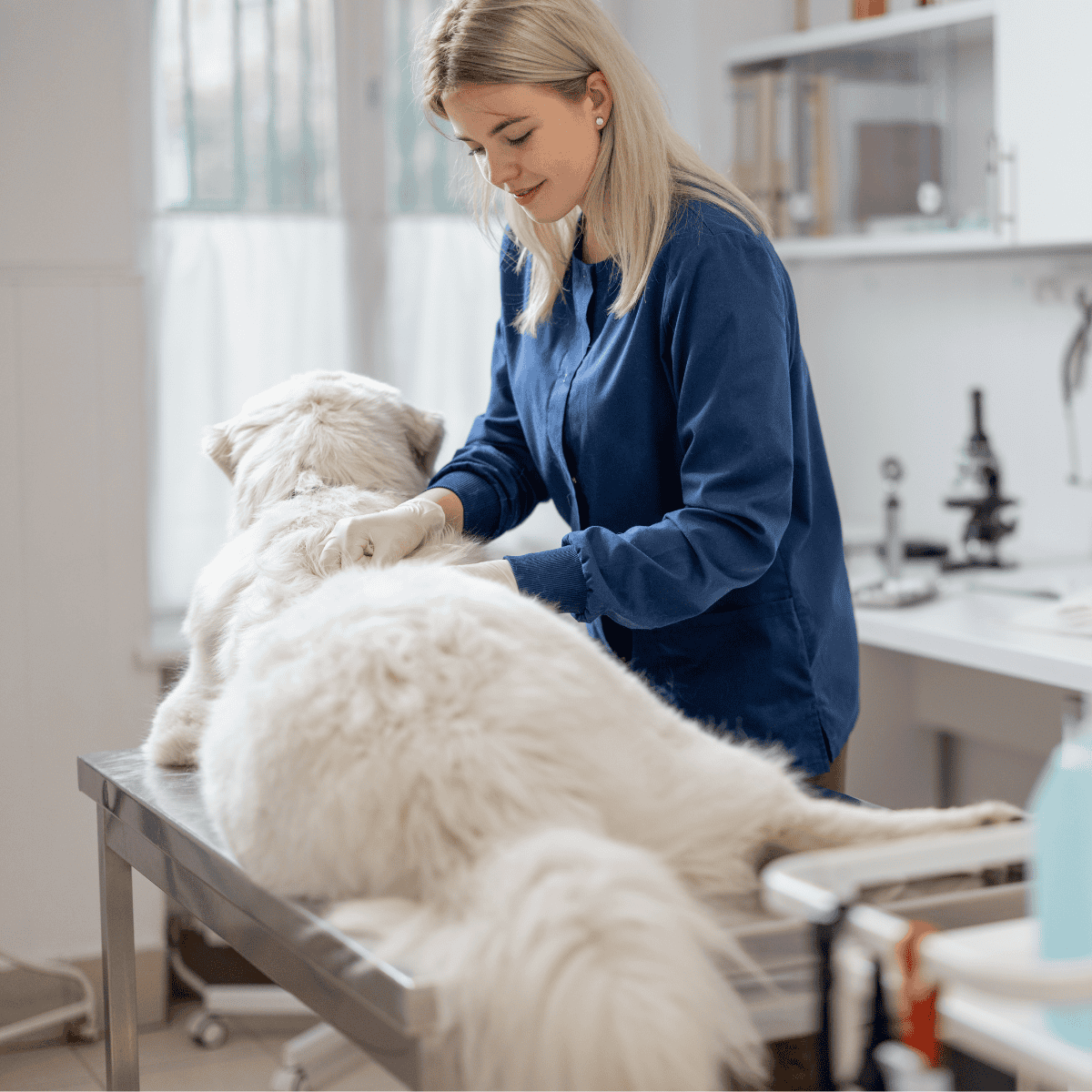 Vet examines a large, fluffy white dog on an examination table in a veterinary clinic.