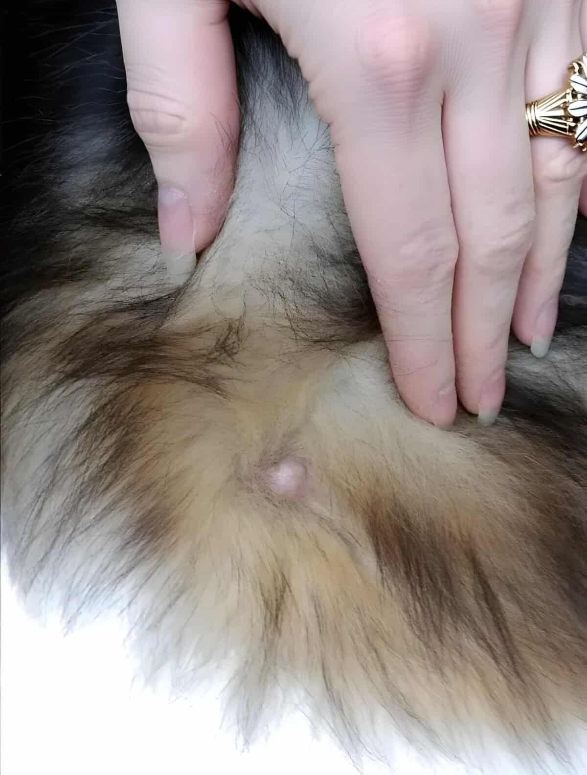 Close-up of dog’s skin showing small bump, under a person's hand checking for skin issues.