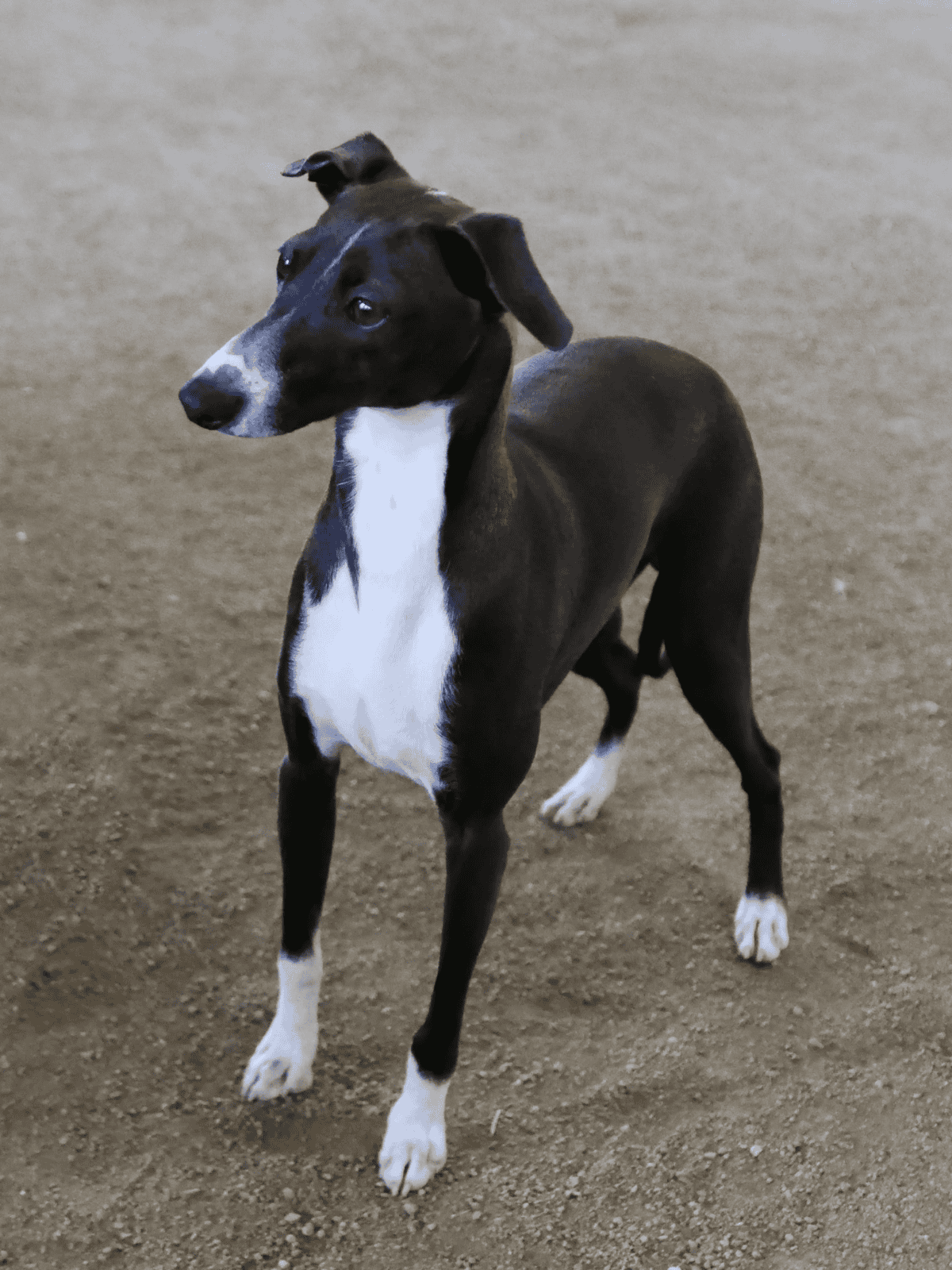 Adorable black and white dog standing on dirt, ready for play and adventure, perfect for dog lovers.