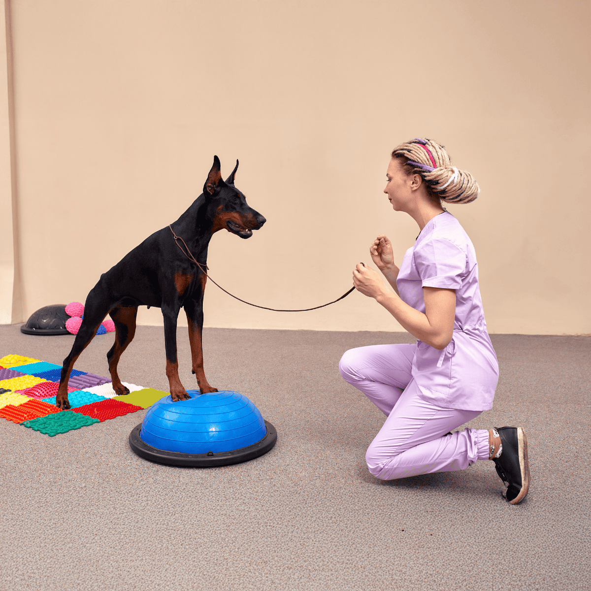 Dog training, dog therapy, agility training, canine obedience, professional pet trainer.