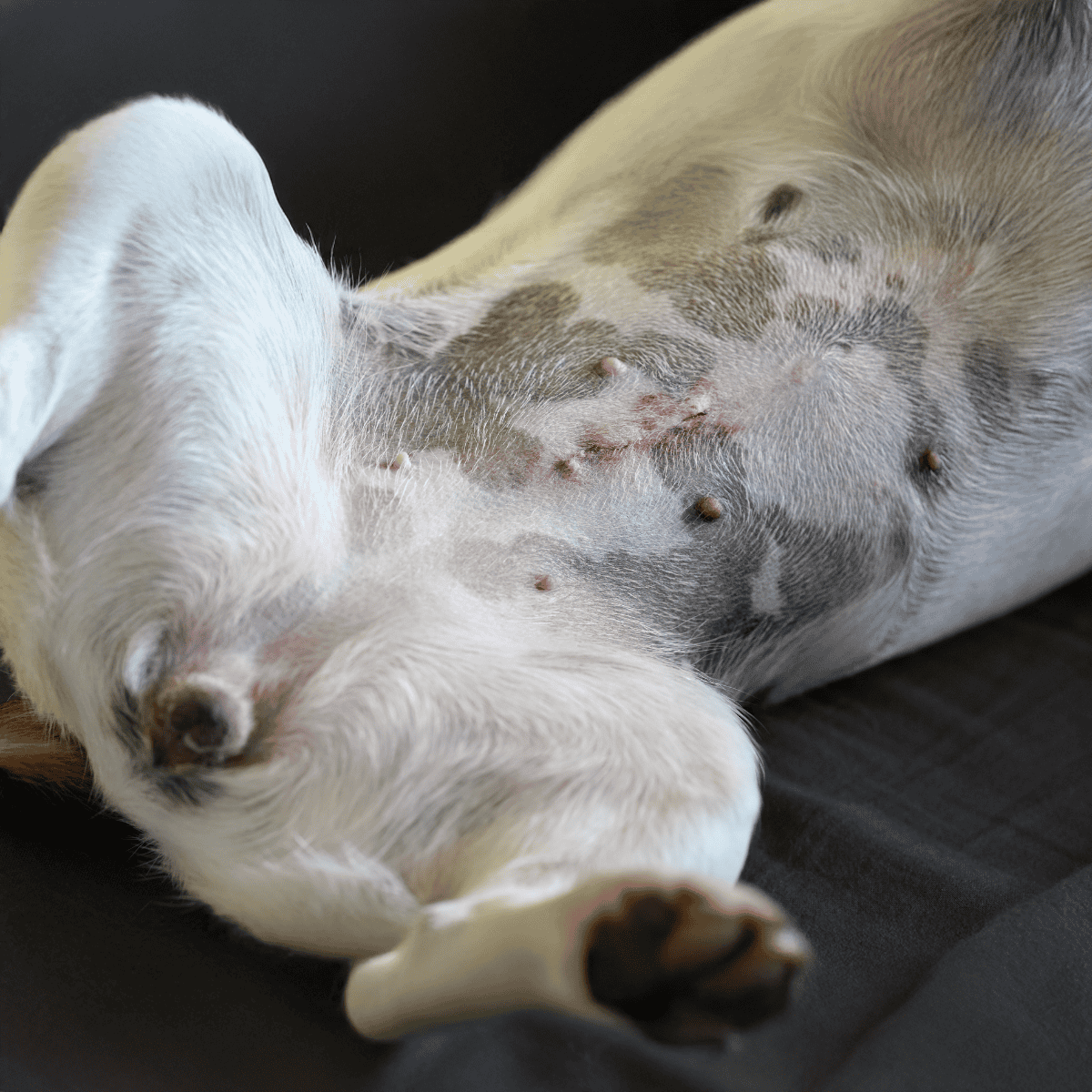 Adorable Labrador puppy peacefully sleeping, highlighting soft fur and calm demeanor.
