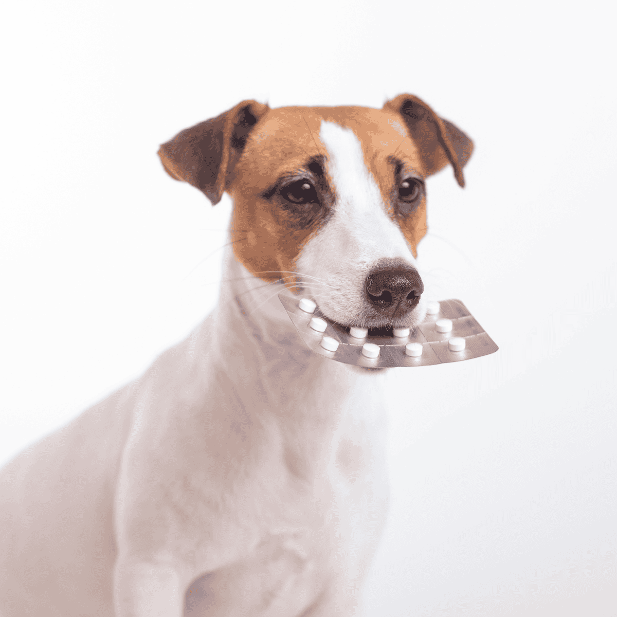 Dog with medicine in mouth.