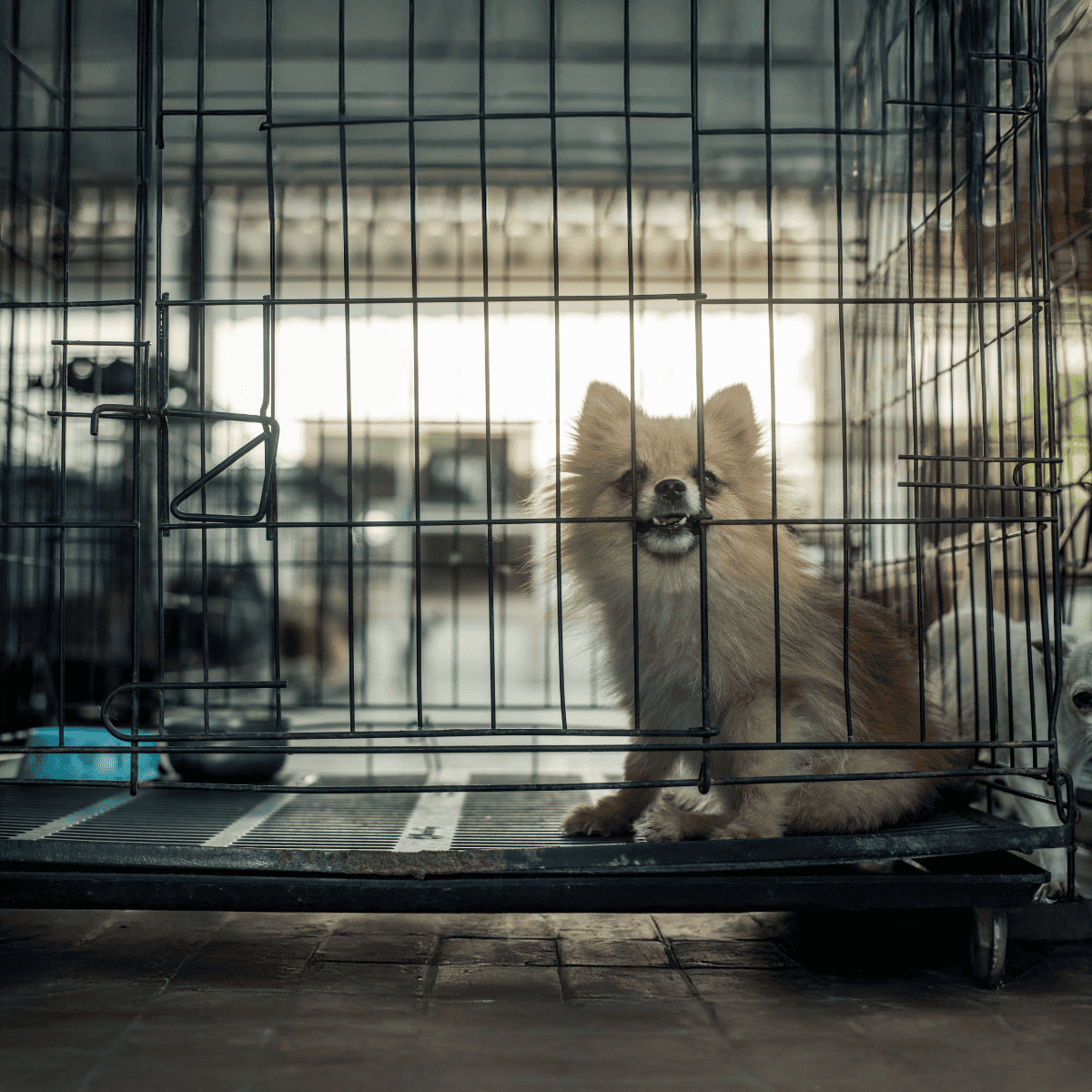A small, fluffy dog standing in a metal cage looking up with a curious expression.