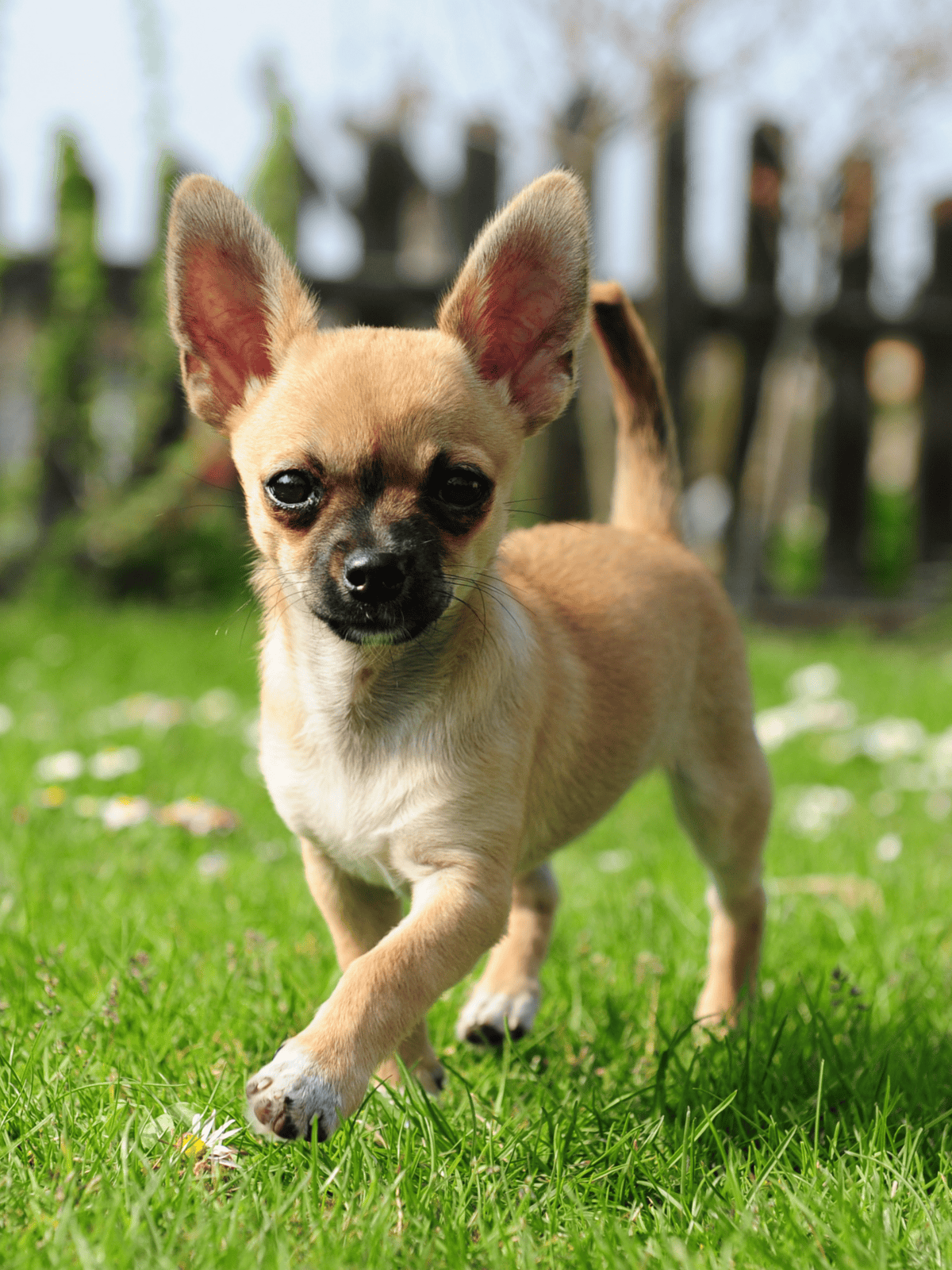 Adorable Chihuahua puppy running on green grass in the backyard.