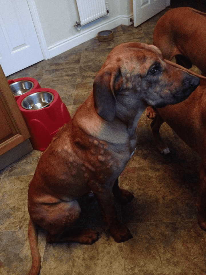 Bloodhound puppy sitting on tiled floor near food bowls.
