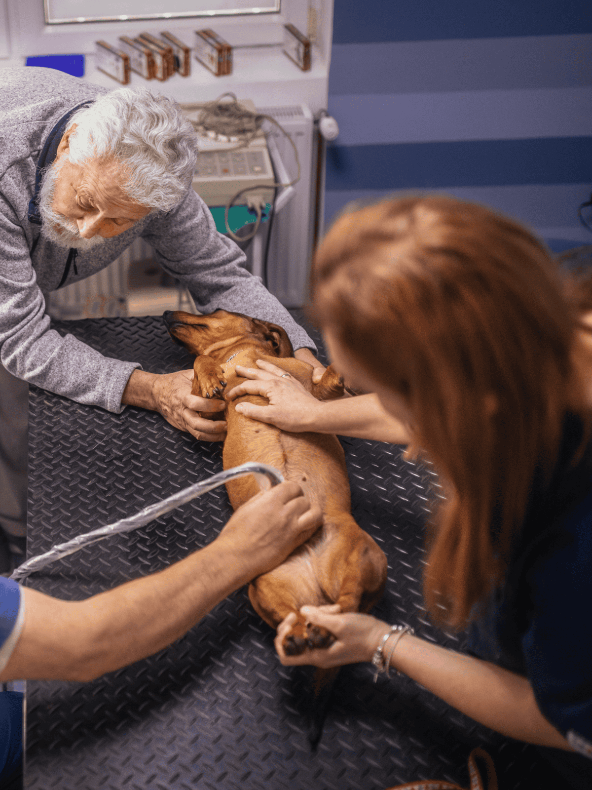 Dog health checkup at vet with professional pet care experts.