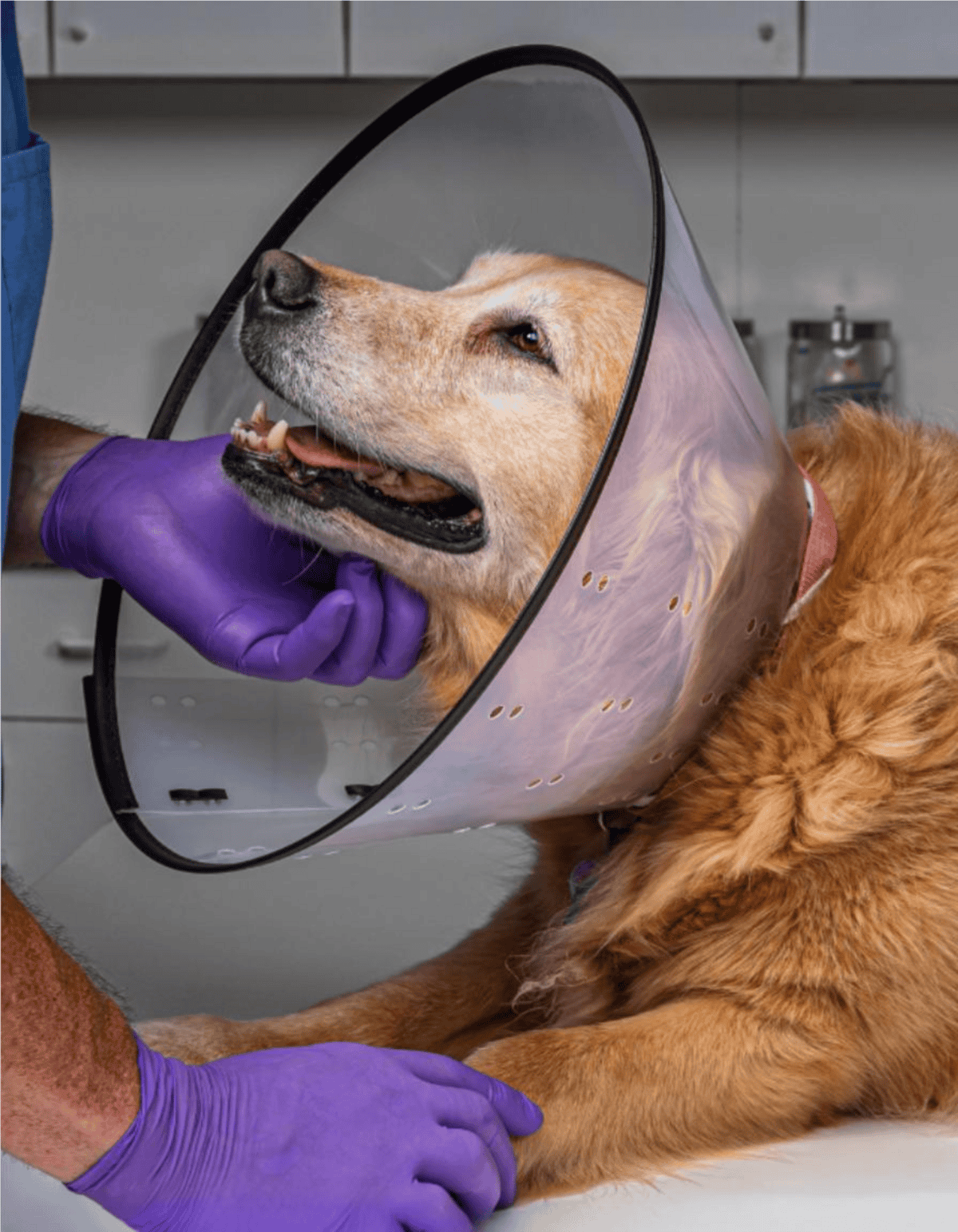 Alt text: Dog with cone collar being examined by veterinarian with purple gloves.