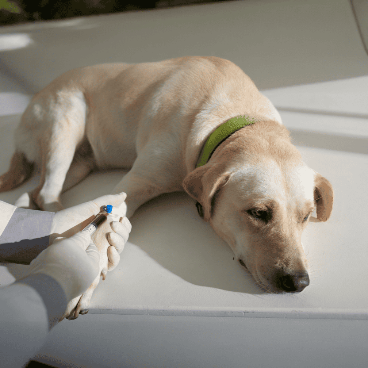 Dog receiving vaccination from veterinarian.